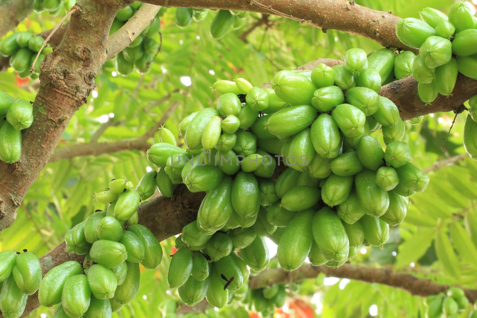 Bilimbi (Averhoa bilimbi Linn.) or cucumber fruits on tree