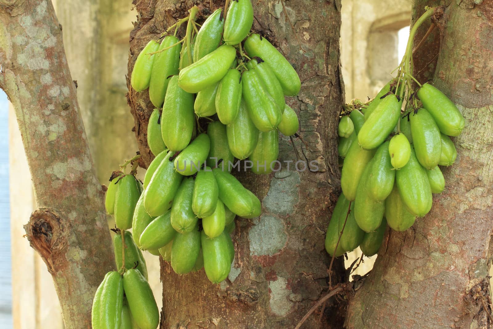 Bilimbi (Averhoa bilimbi Linn.) or cucumber fruits on tree