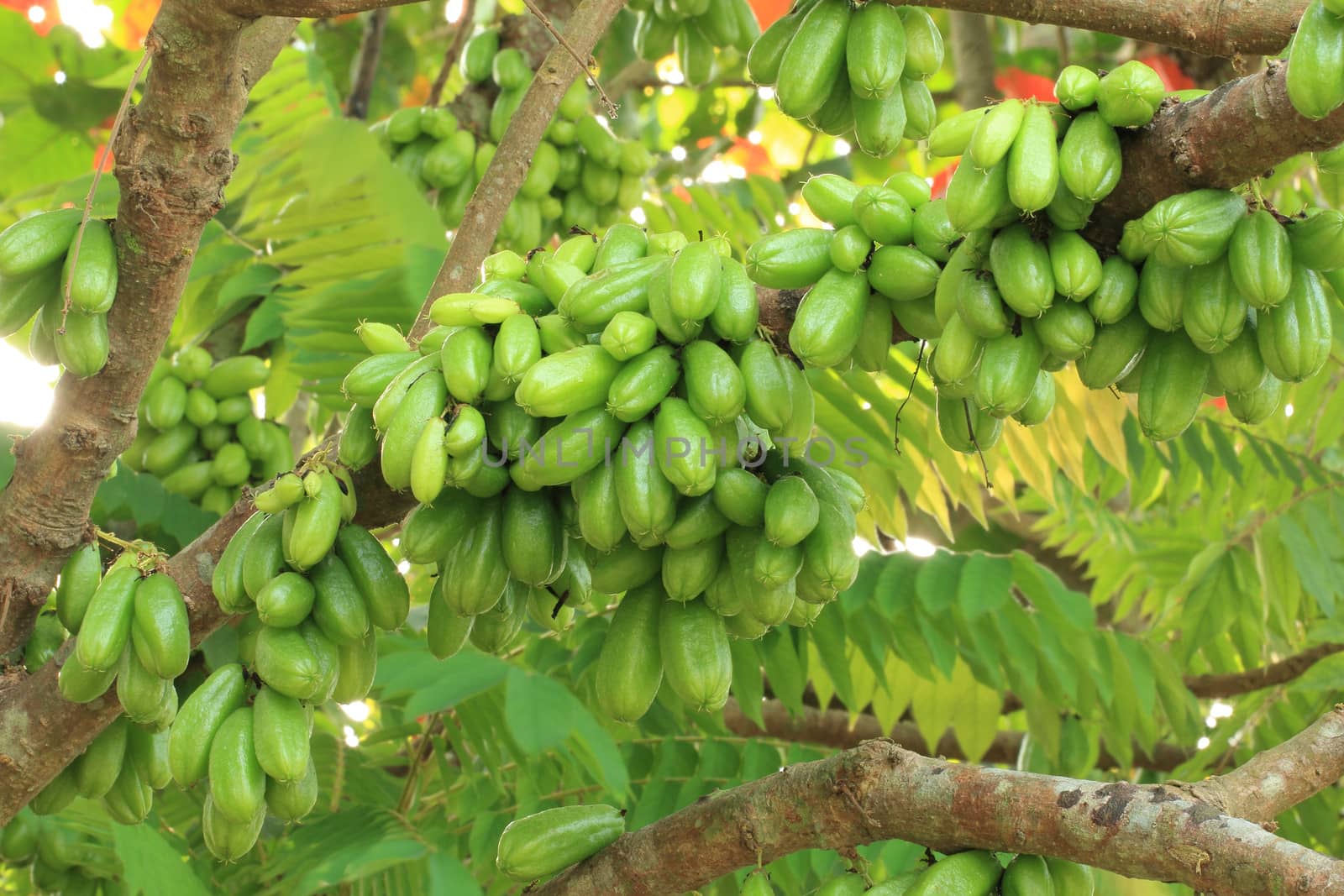 Bilimbi (Averhoa bilimbi Linn.) or cucumber fruits on tree