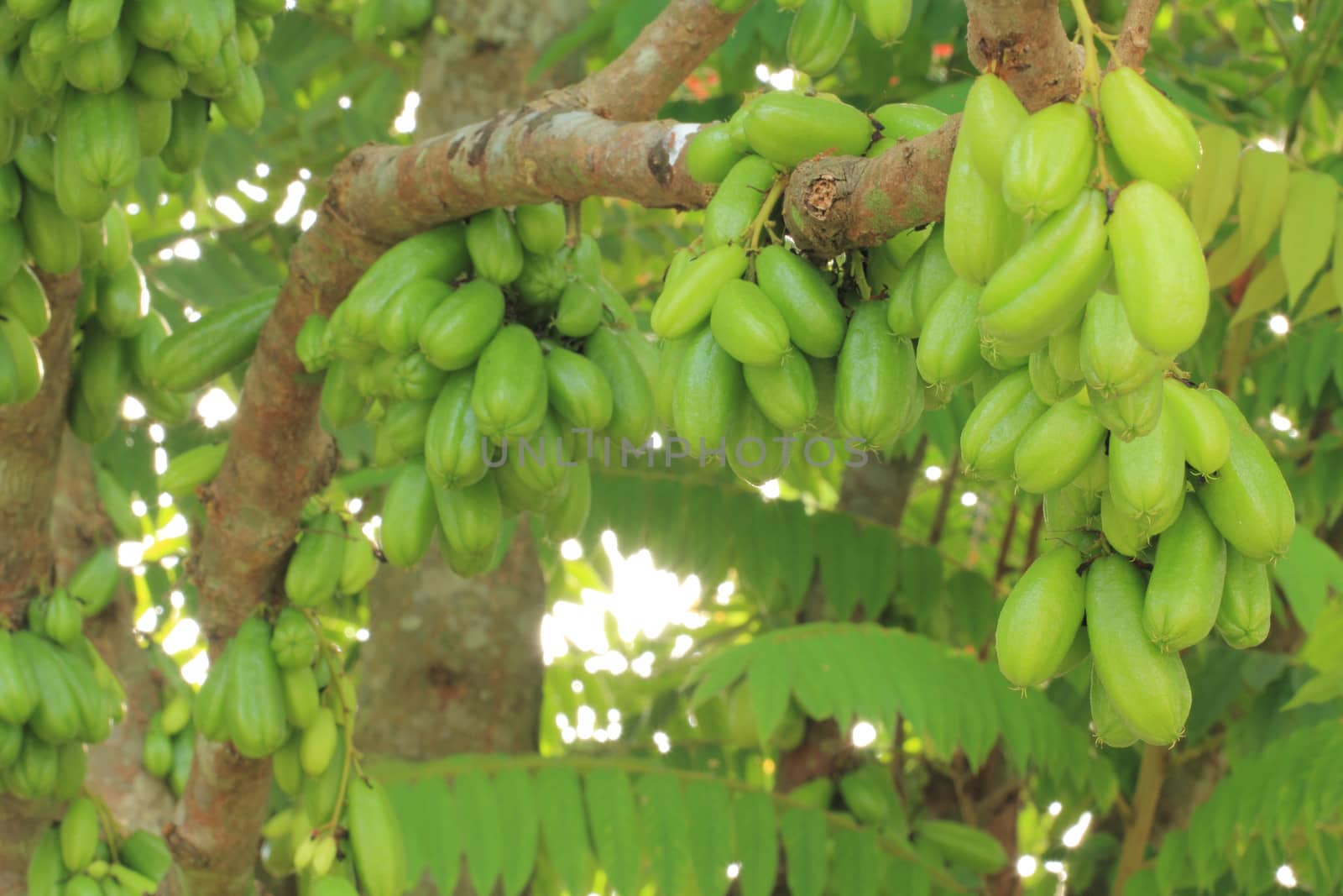 Bilimbi (Averhoa bilimbi Linn.) or cucumber fruits on tree
