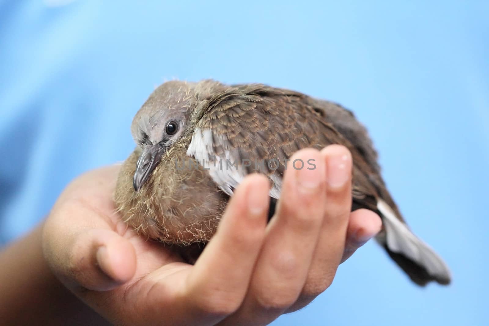 Spotted dove sitting in hand