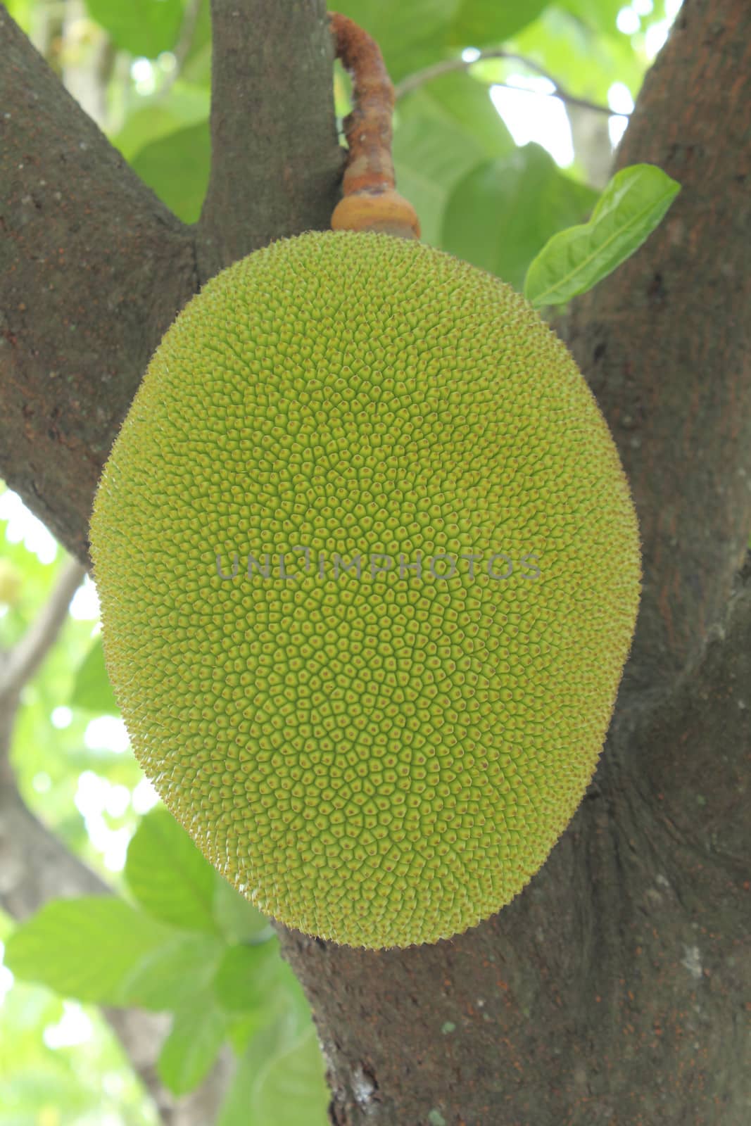 Jackfruit (Artocarpus heterophyllus) on the tree, an exotic fruit from the mulberry family