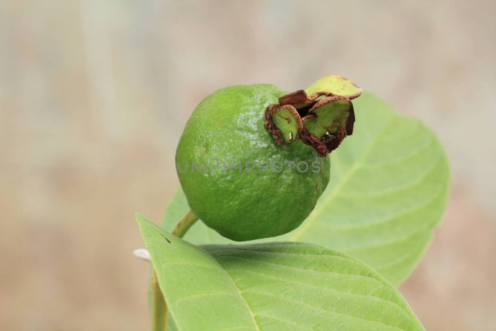 Guava fruit hanging on the tree