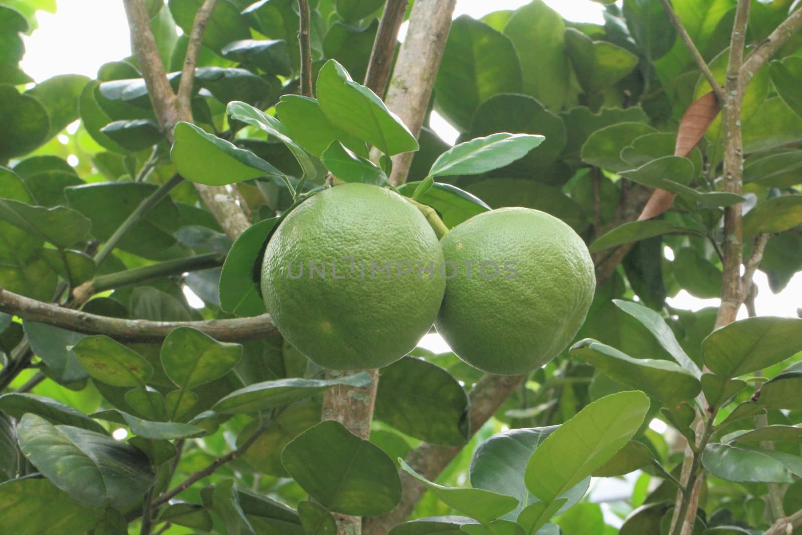 Young grapefruit or pomelo on tree