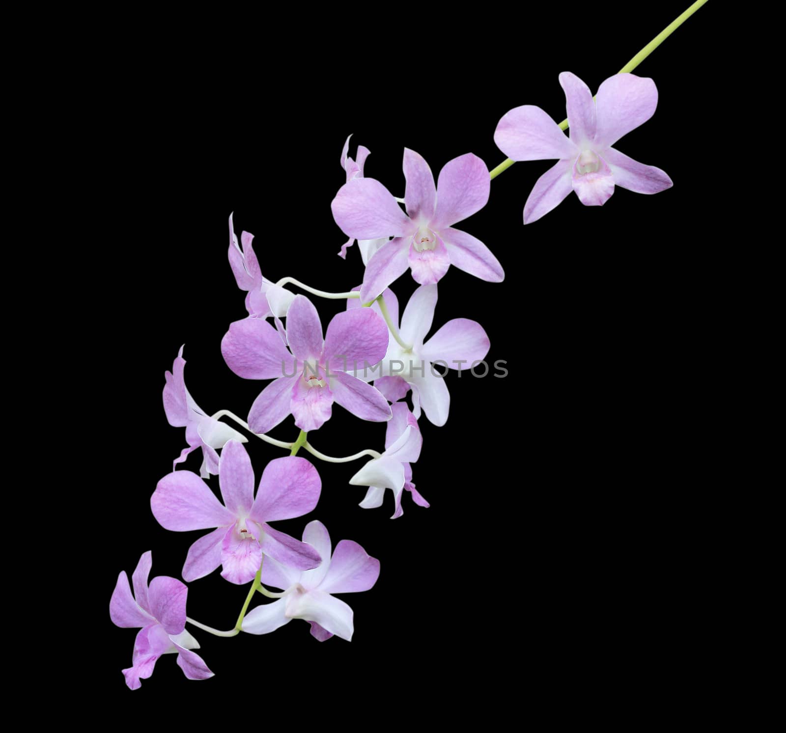 Pink orchid isolated on black background