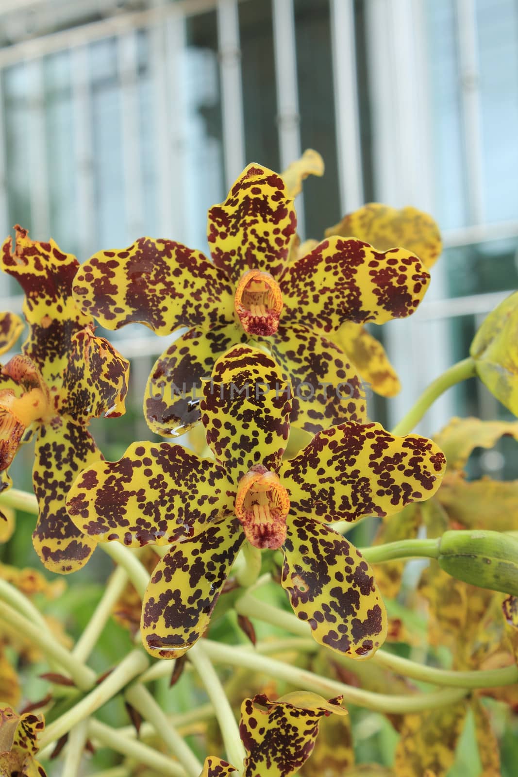 Tiger orchid or Sugar cane orchid (Grammatophyllum speciosum)