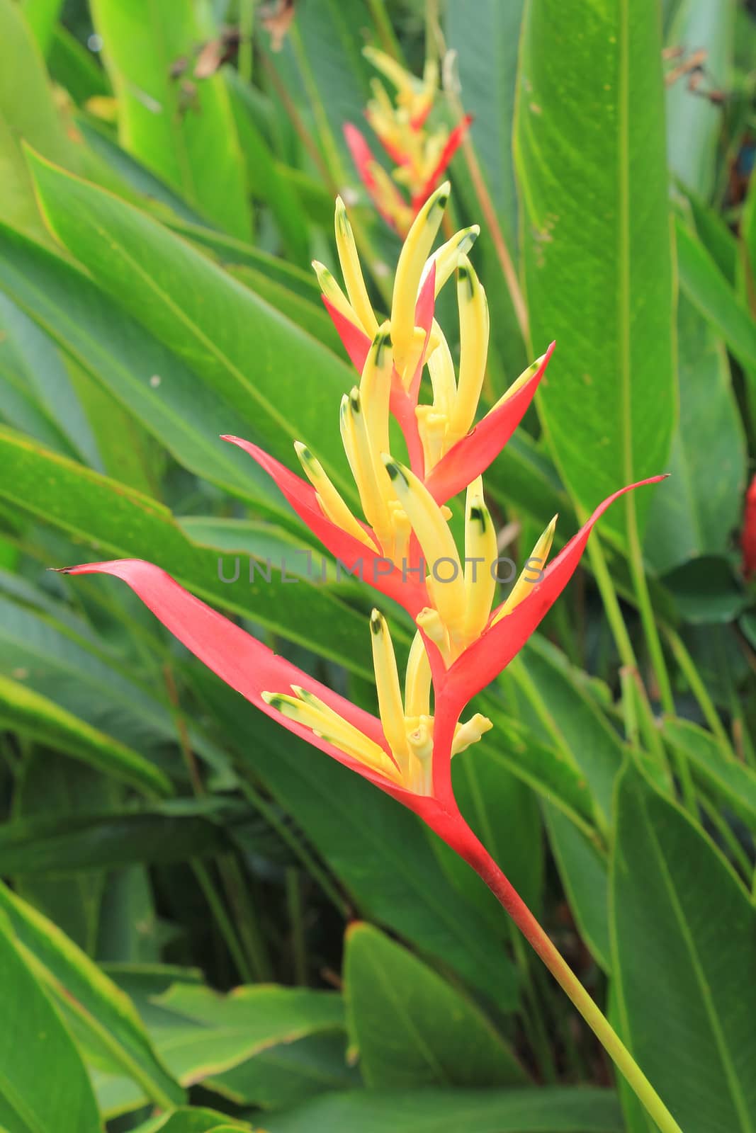 Beautiful red heliconia flower