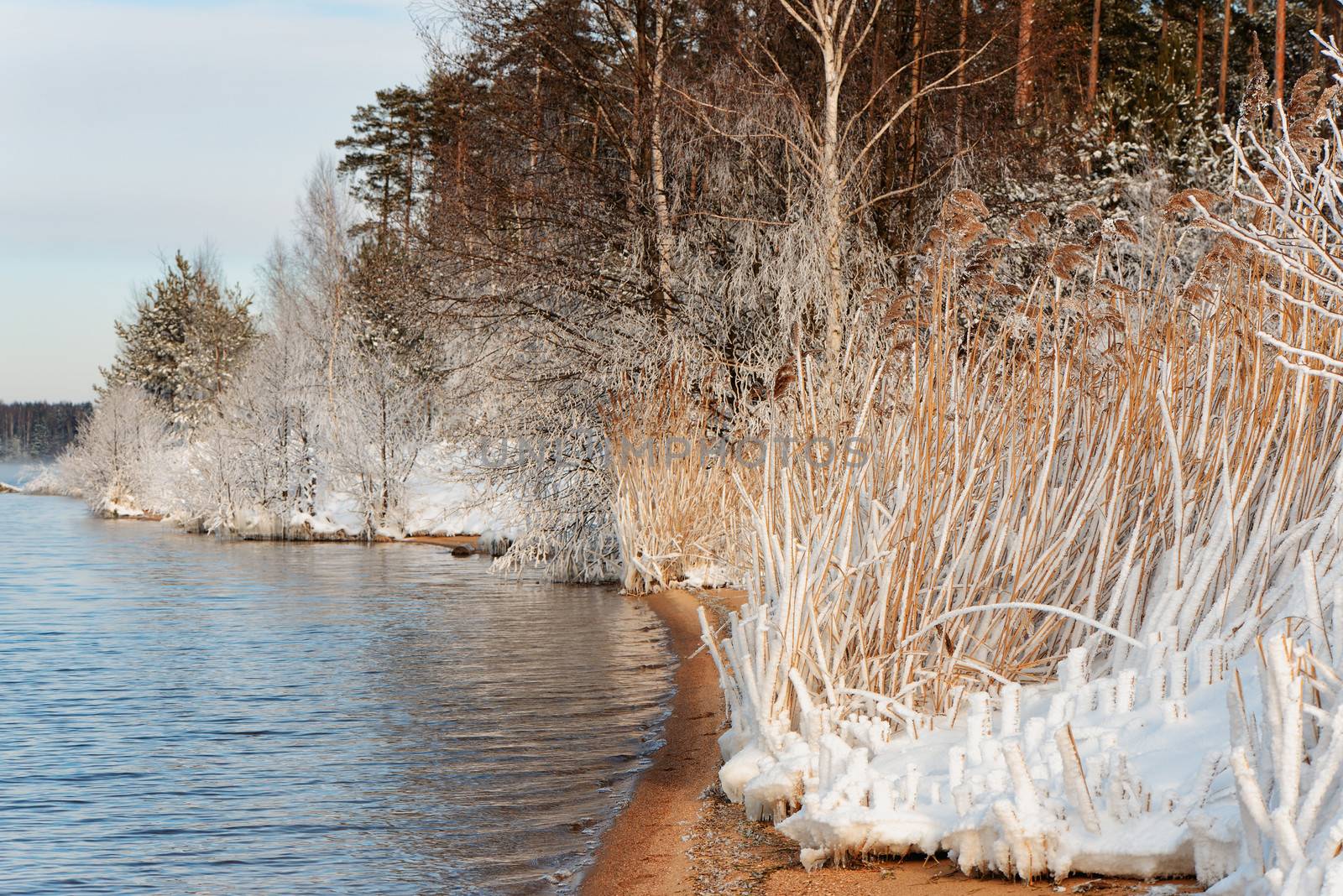 The coastline, pine wood, blue sky and snow-covered grass in frosty winter day