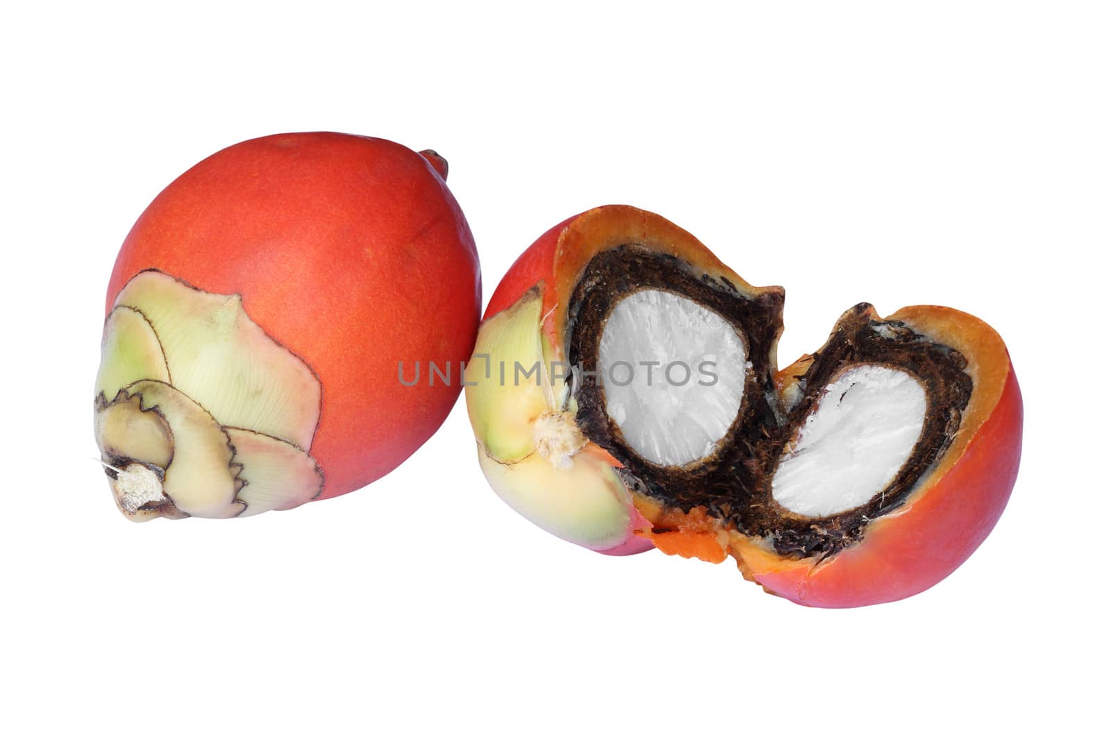 Fresh foxtail palm fruit (Wodyetia bifurcata) isolated on white background with clipping path