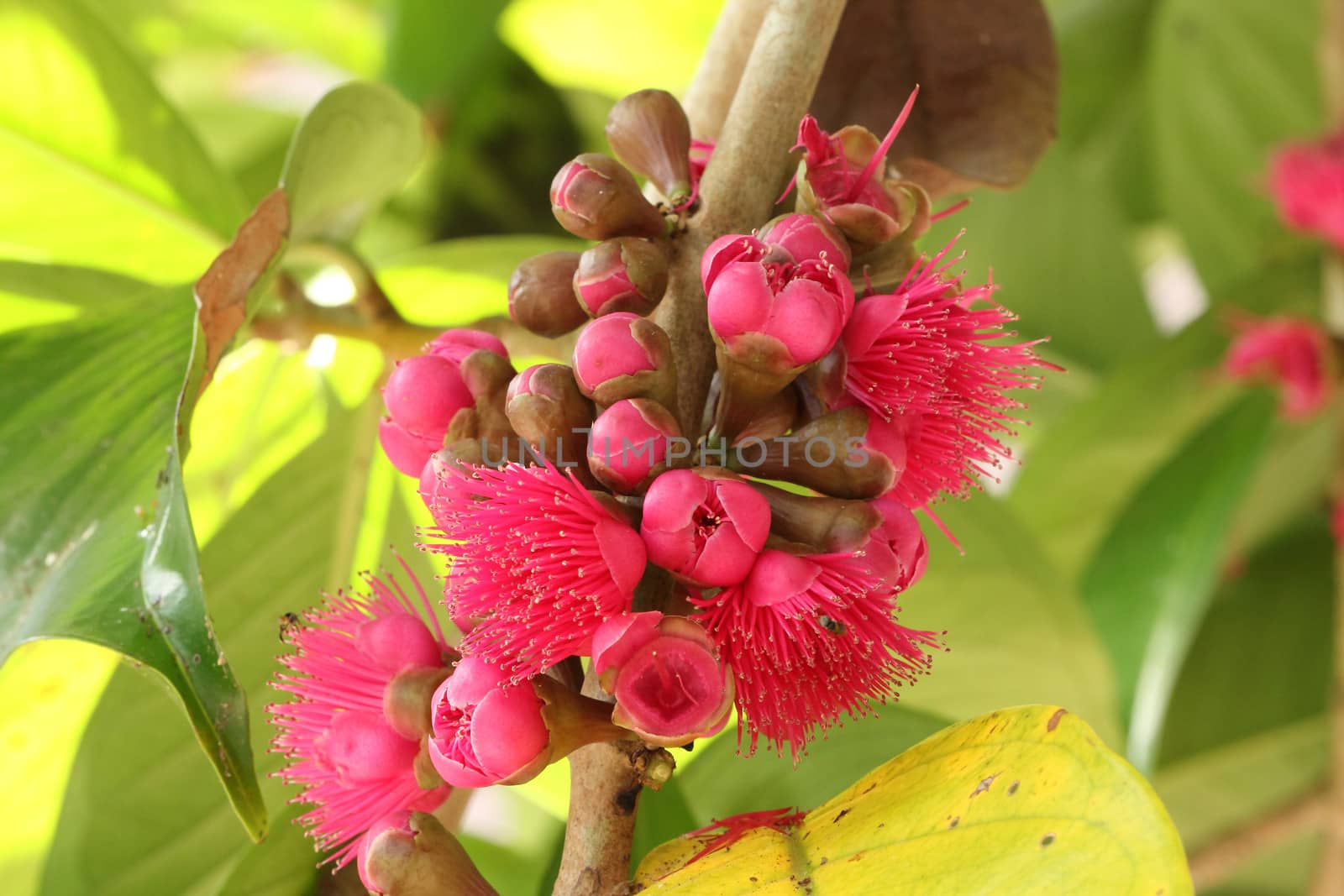 Malay rose apple flower on tree