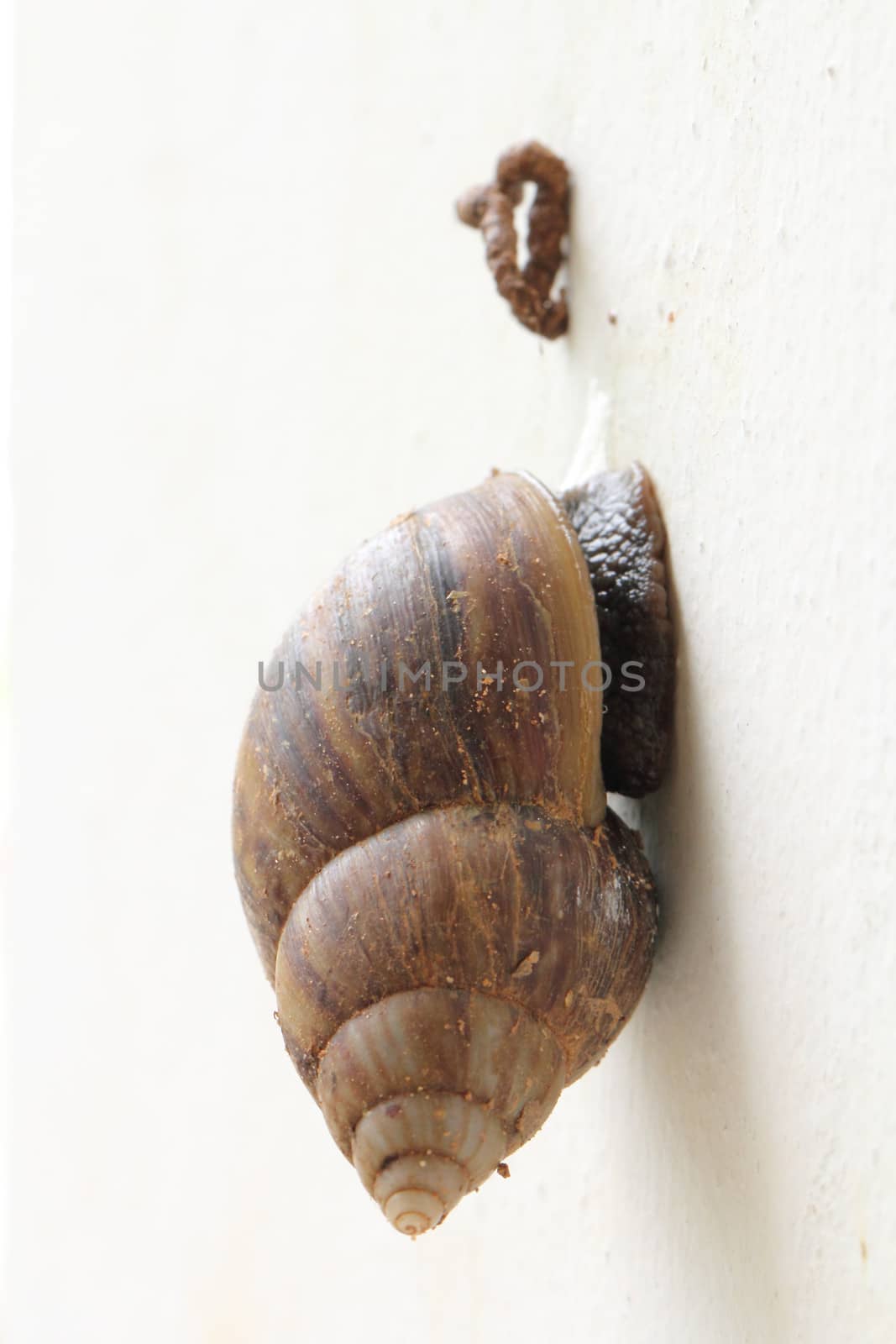 Garden snail