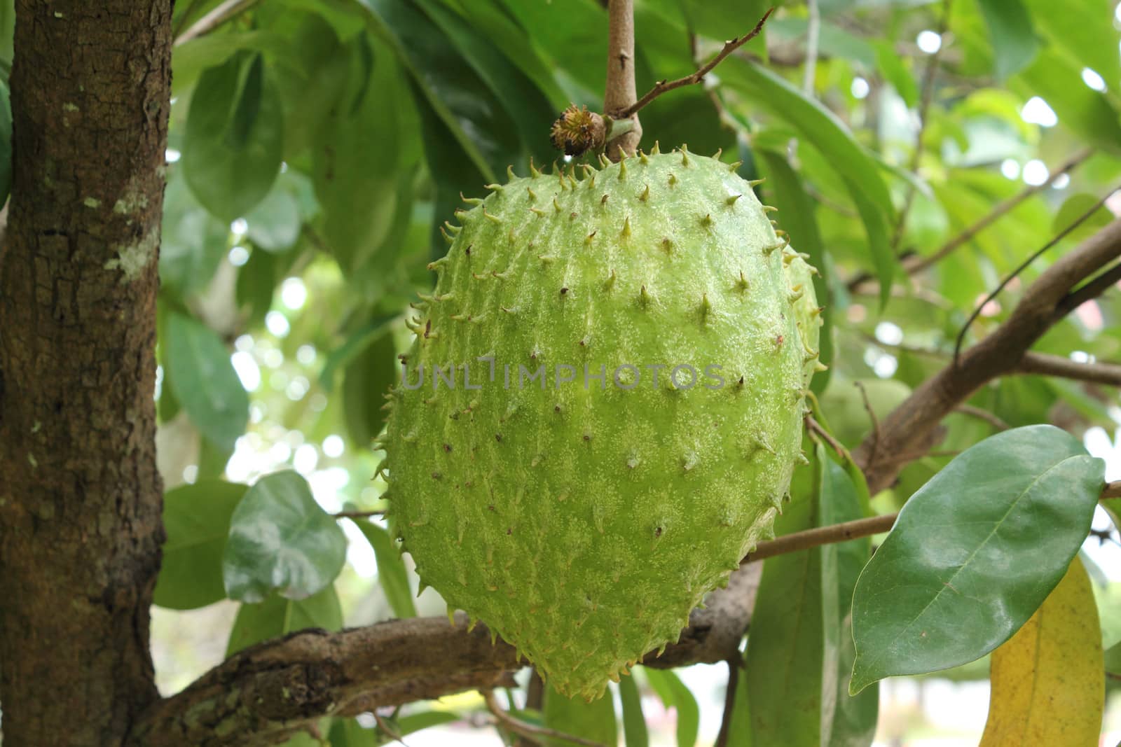 Soursop fruit on tree (Annona muricata L.)