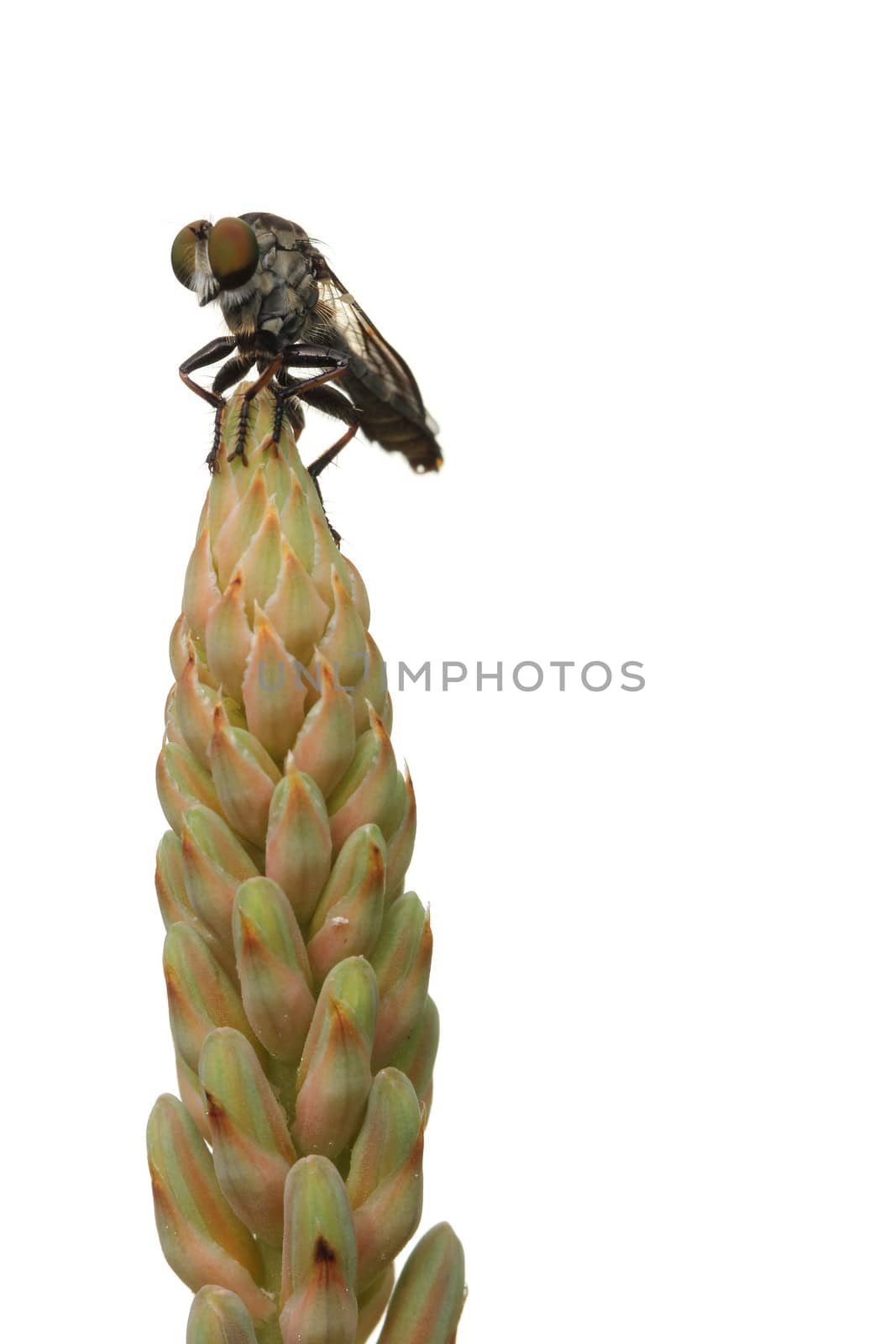 Fly on Aloe flower