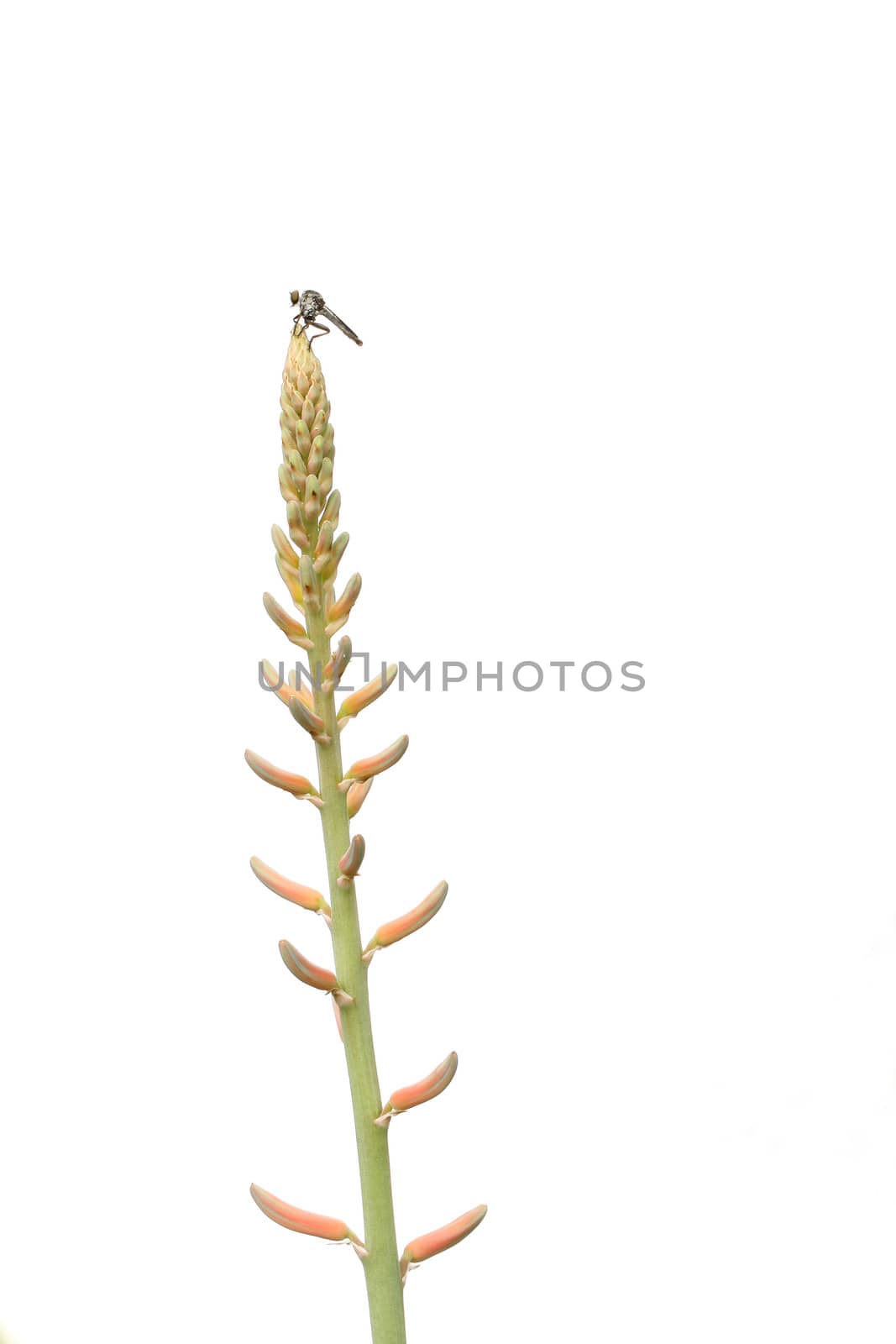 Fly on Aloe flower