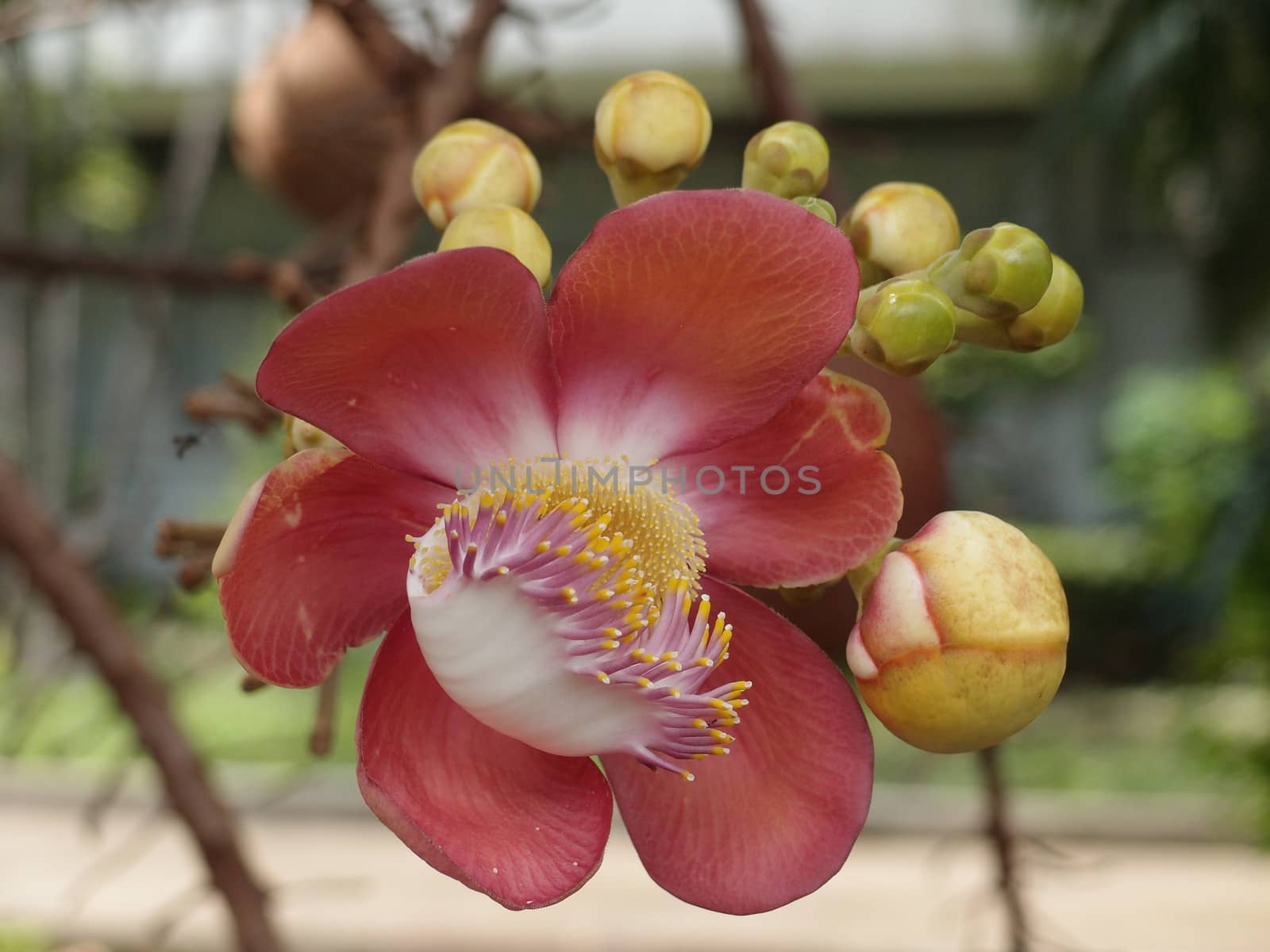 Cannonball tree flower (Couroupita guianensis Aubl.)