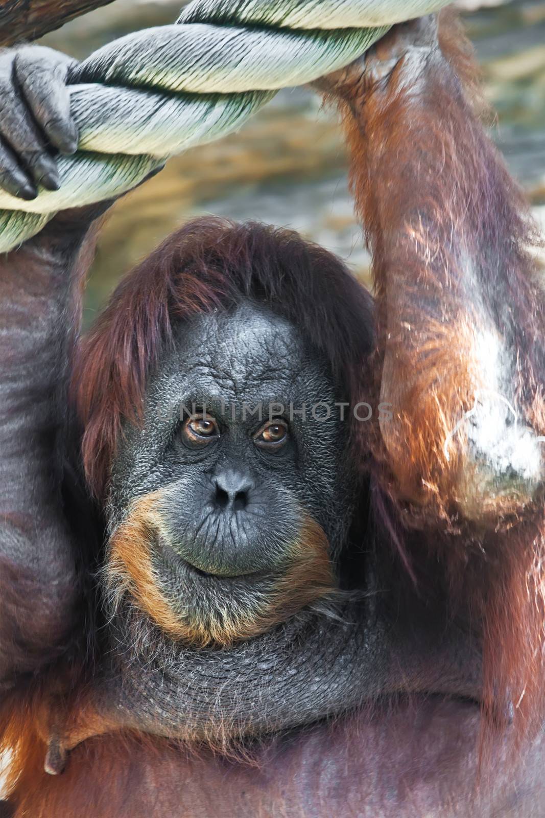 Cute photo of great ape red Bornean Orangutan