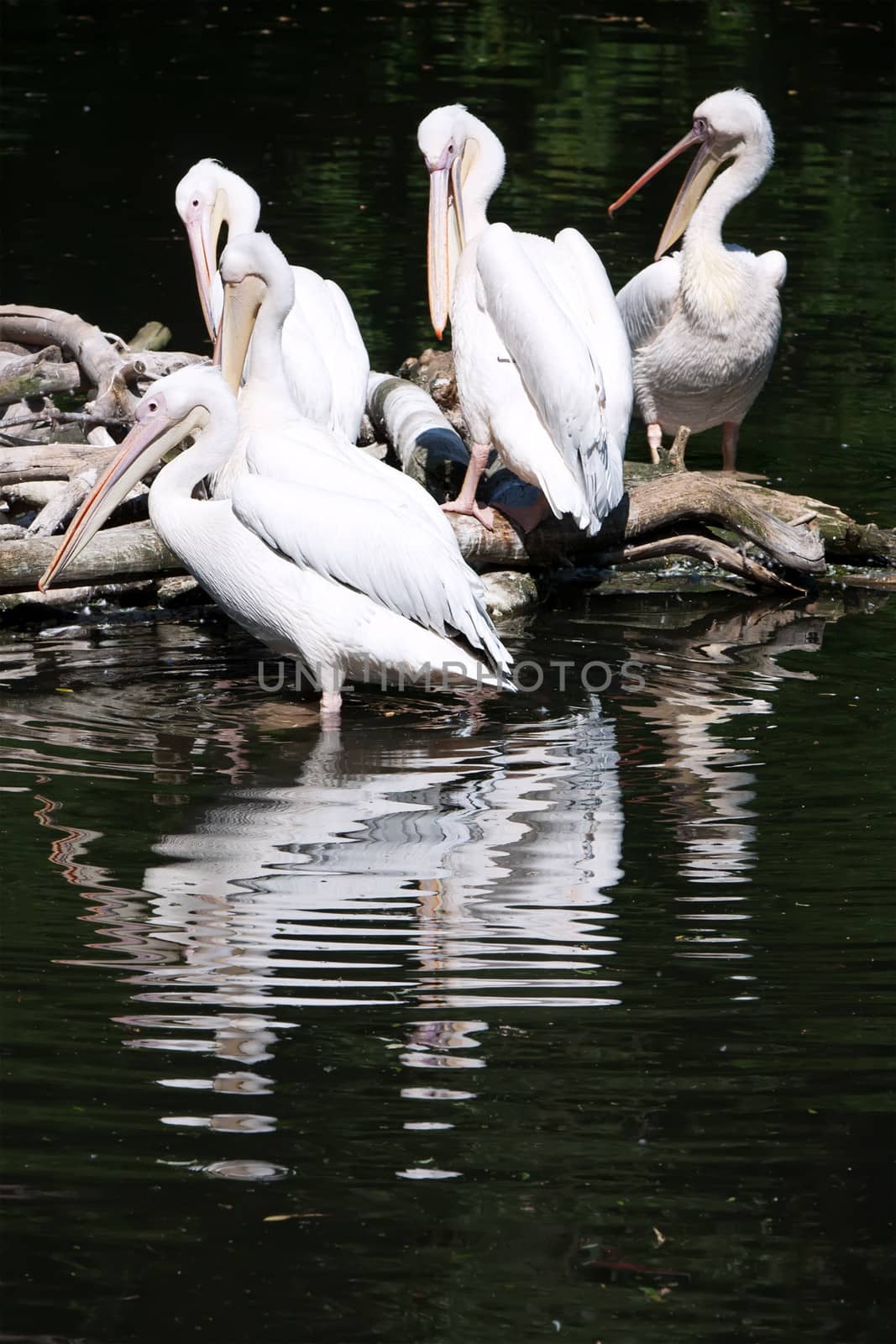 Beautiufl close up photo of cute white pelicans