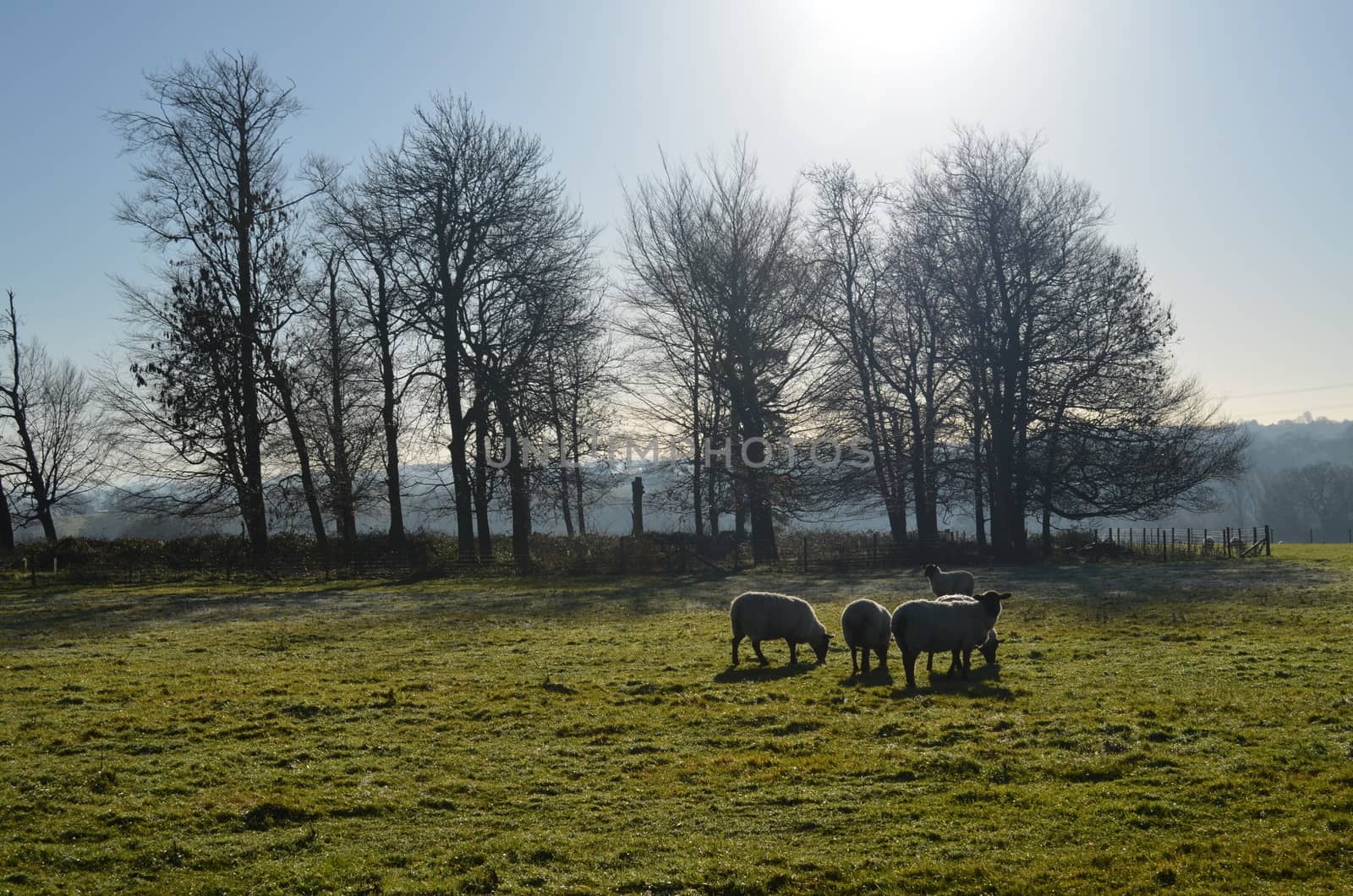 On an English farm in the County of Sussex,England sheep graze under a Winters sun.