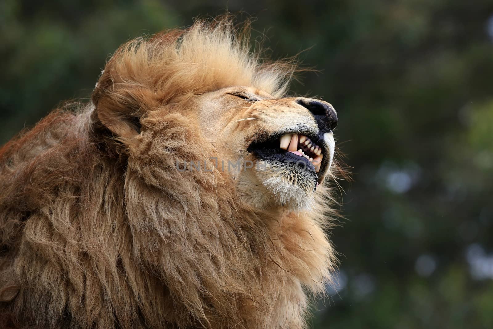 Huge male lion with big mane grimacing and showing it's teeth