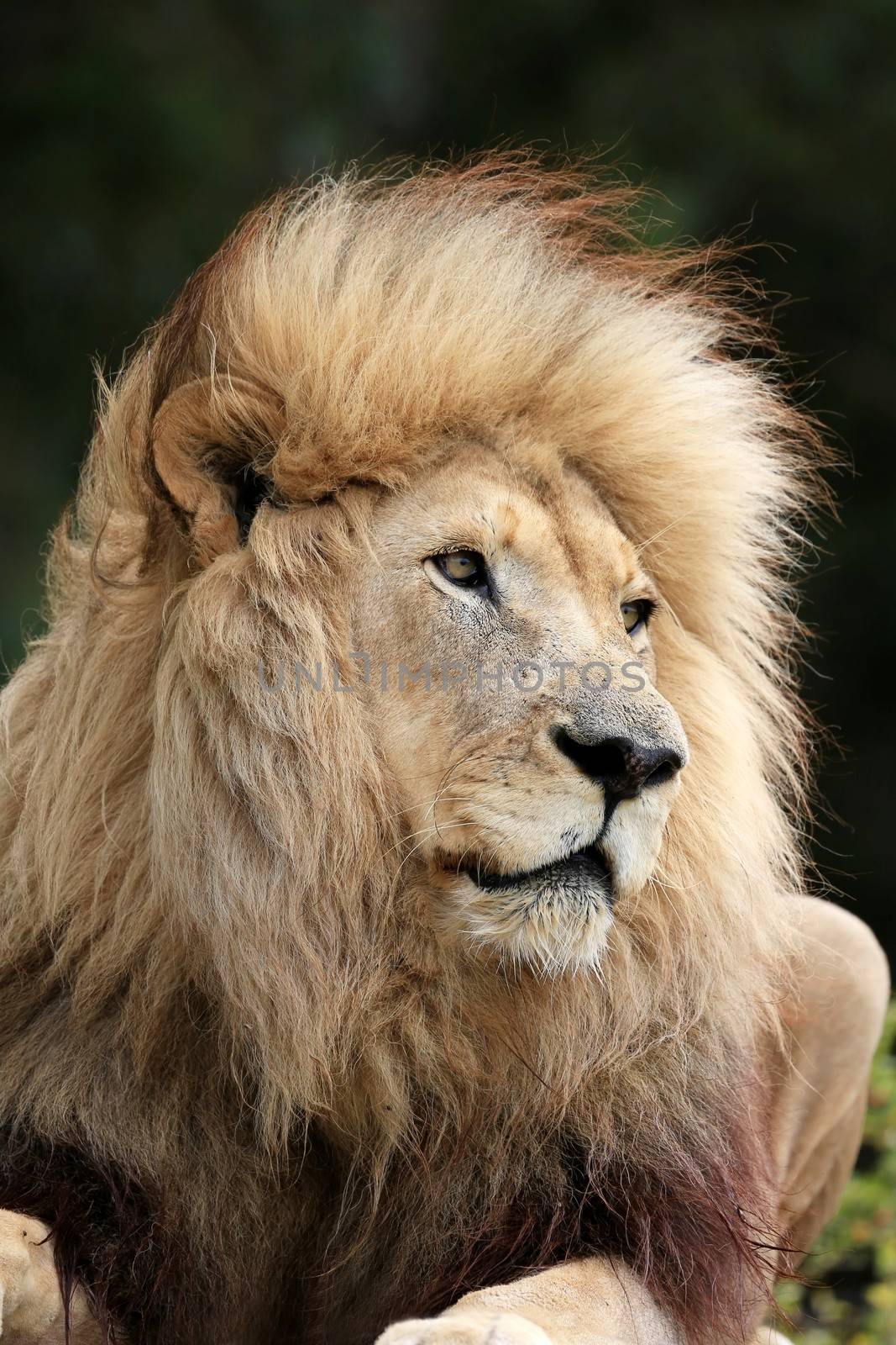 Huge handsome male lion with big shaggy mane