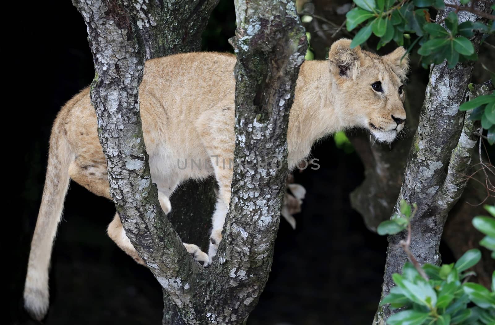 Young lion hiding in a tree to get a better view