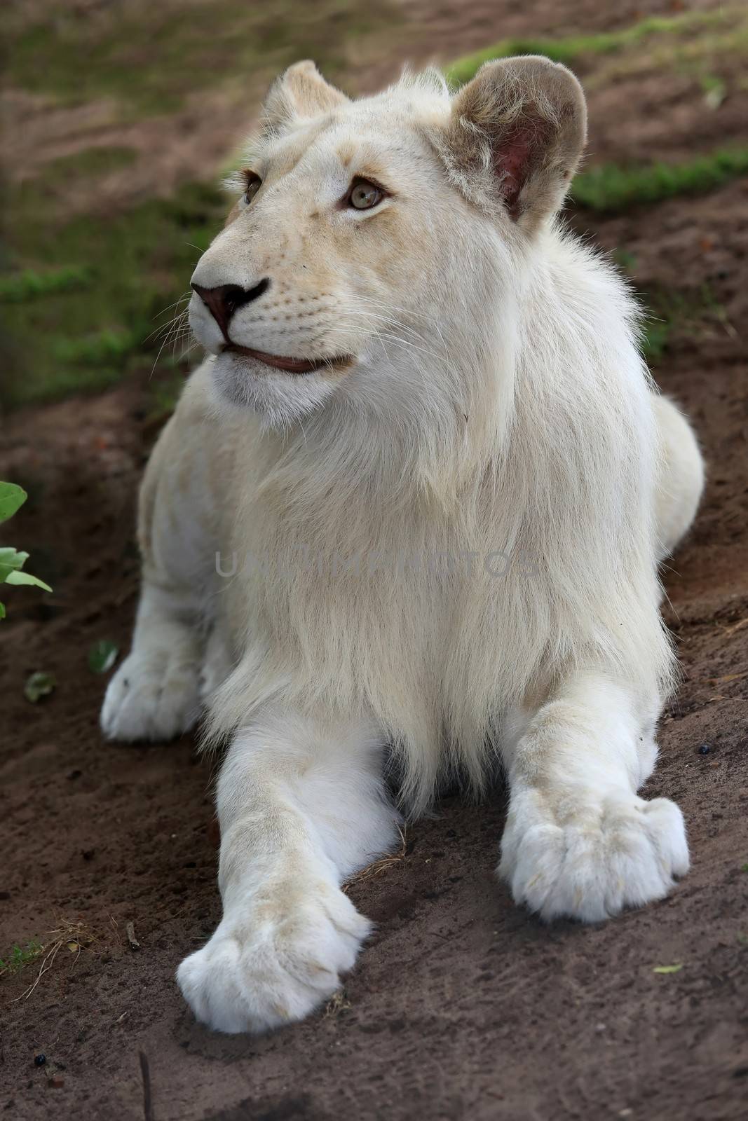 Rare white lion male cub laying on the ground and looking up