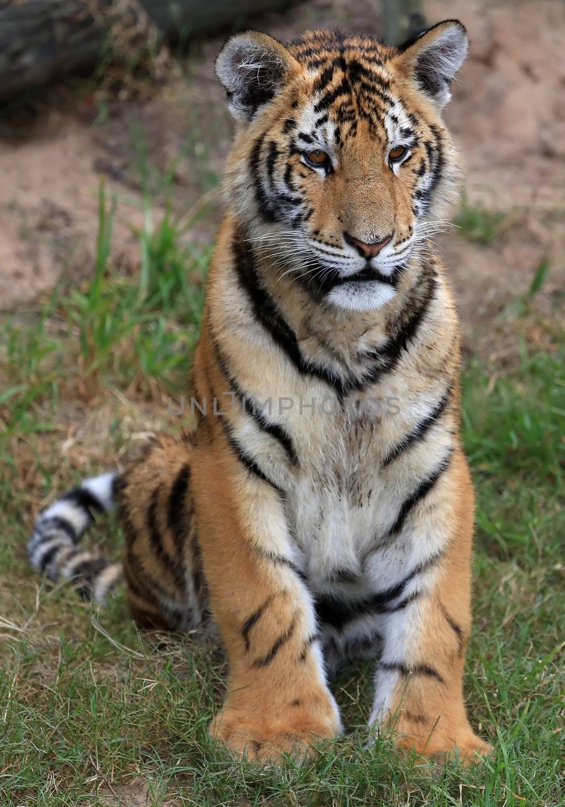 Young tiger with beautiful striped fur sitting on the grass