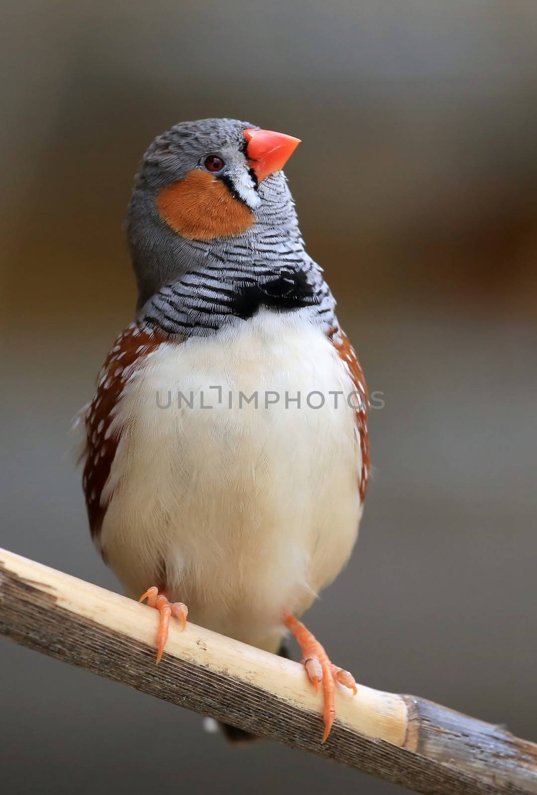 Zebra Finch Male by fouroaks