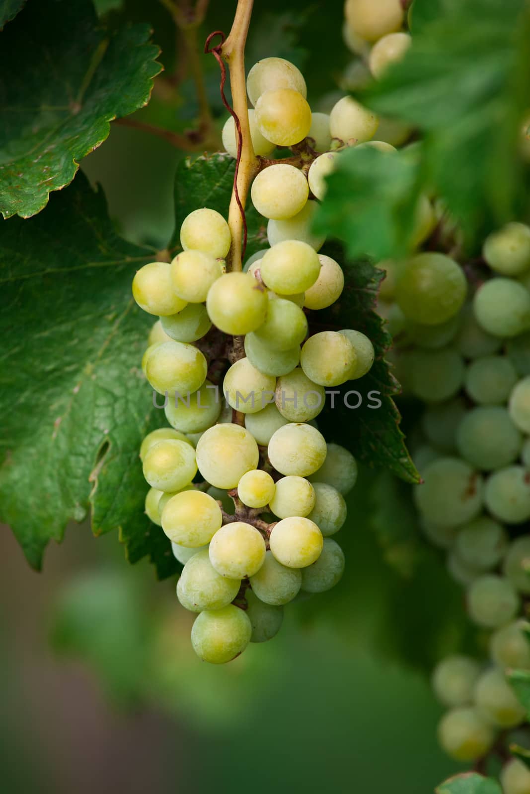 Brunches of ripe grapes with green leaves on vine
