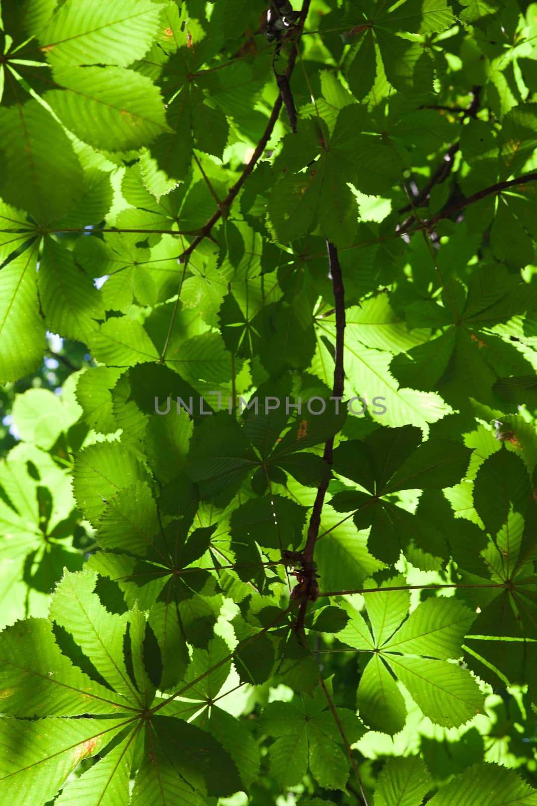 Lush green leaves background in bright sunlight