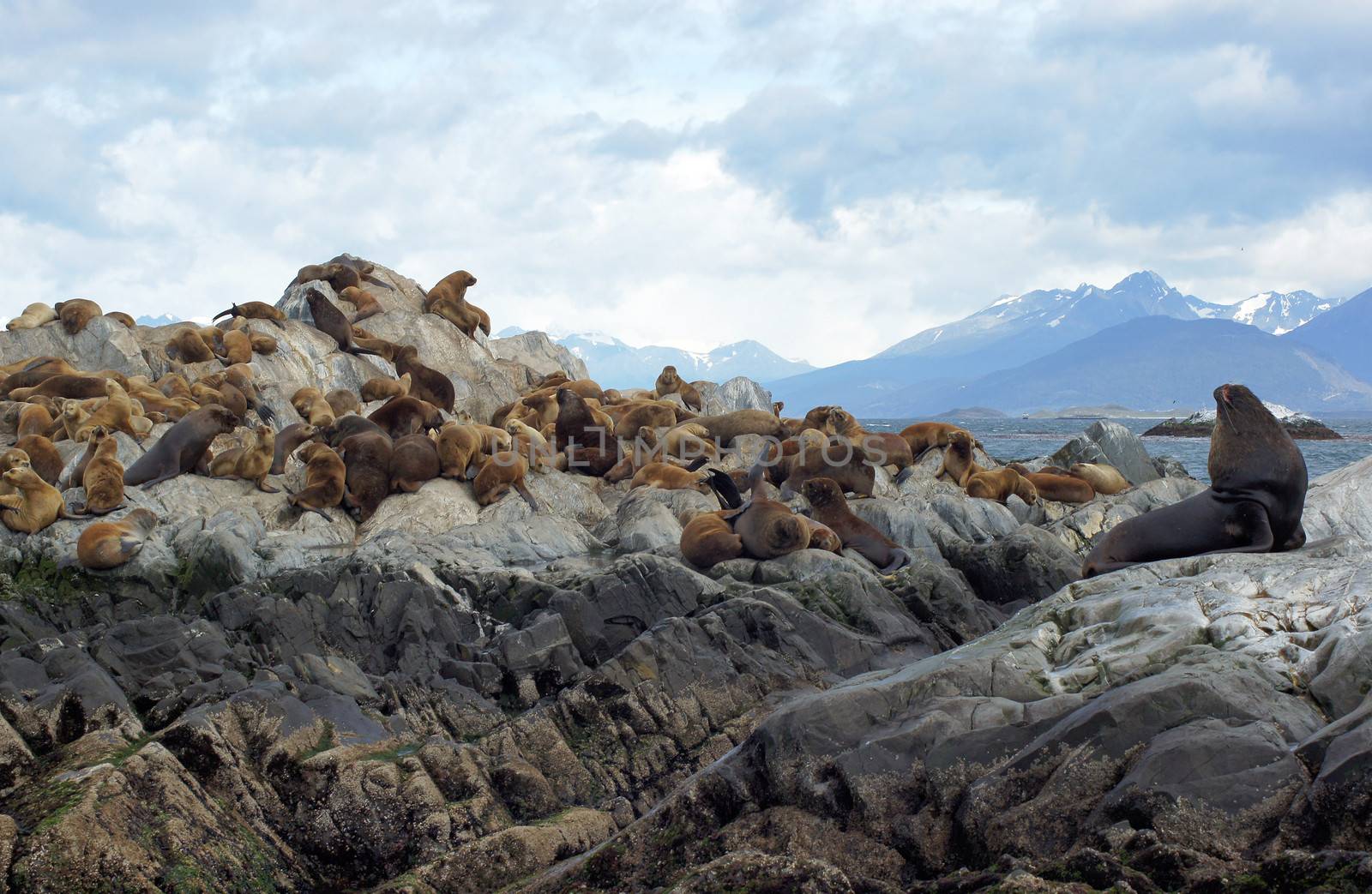 Colony of Patagonian Sea Lions, Beagle Channel, Patagonia, Argentina, South America