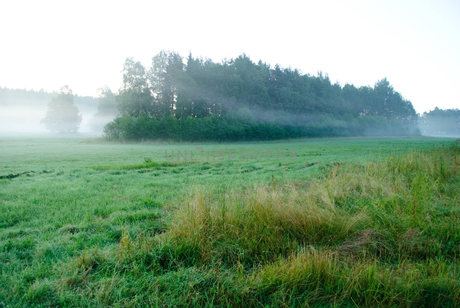 morning mist