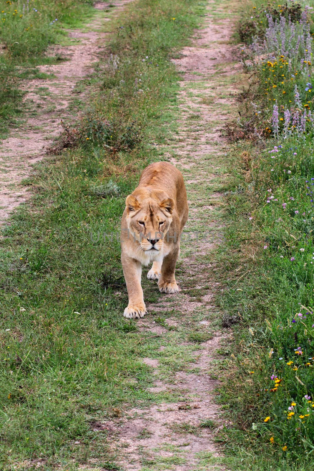 Big beautiful lioness walking on the road
