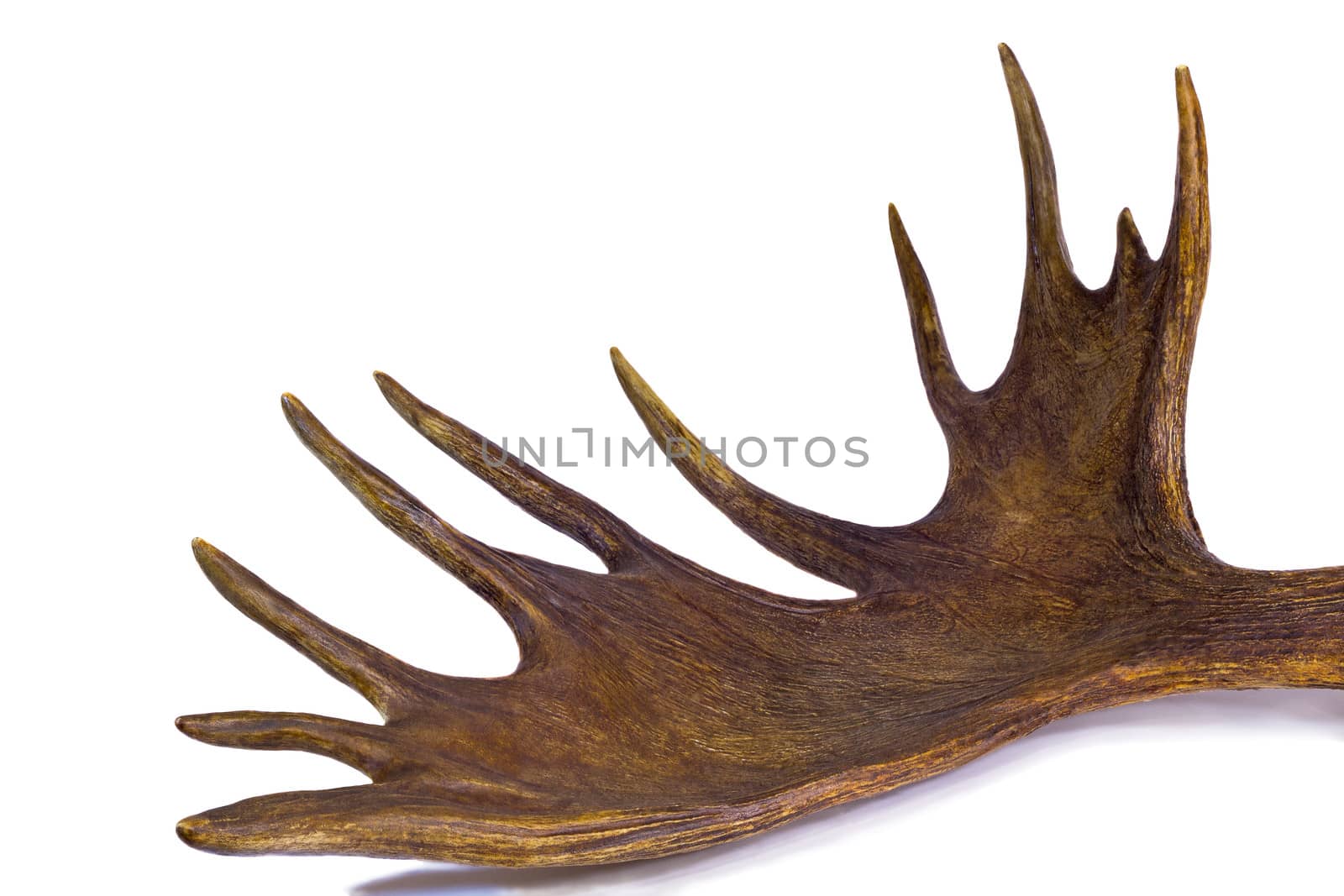 Big branchy elk horn with more branches. Presented on a white background.