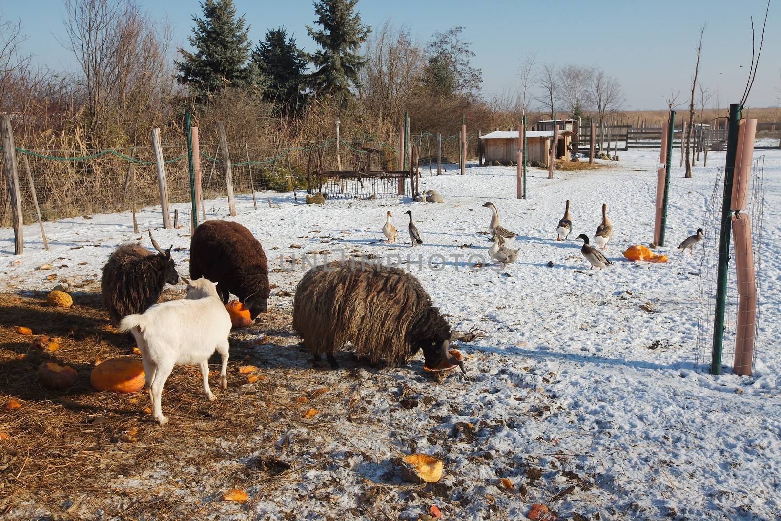 Farm animals eating in the snow