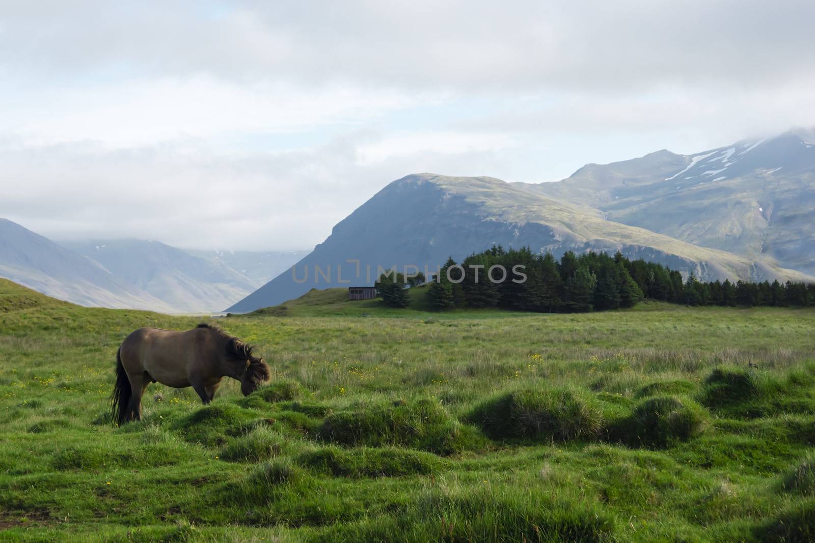 Horse in the fields of Iceland, summer by Tetyana