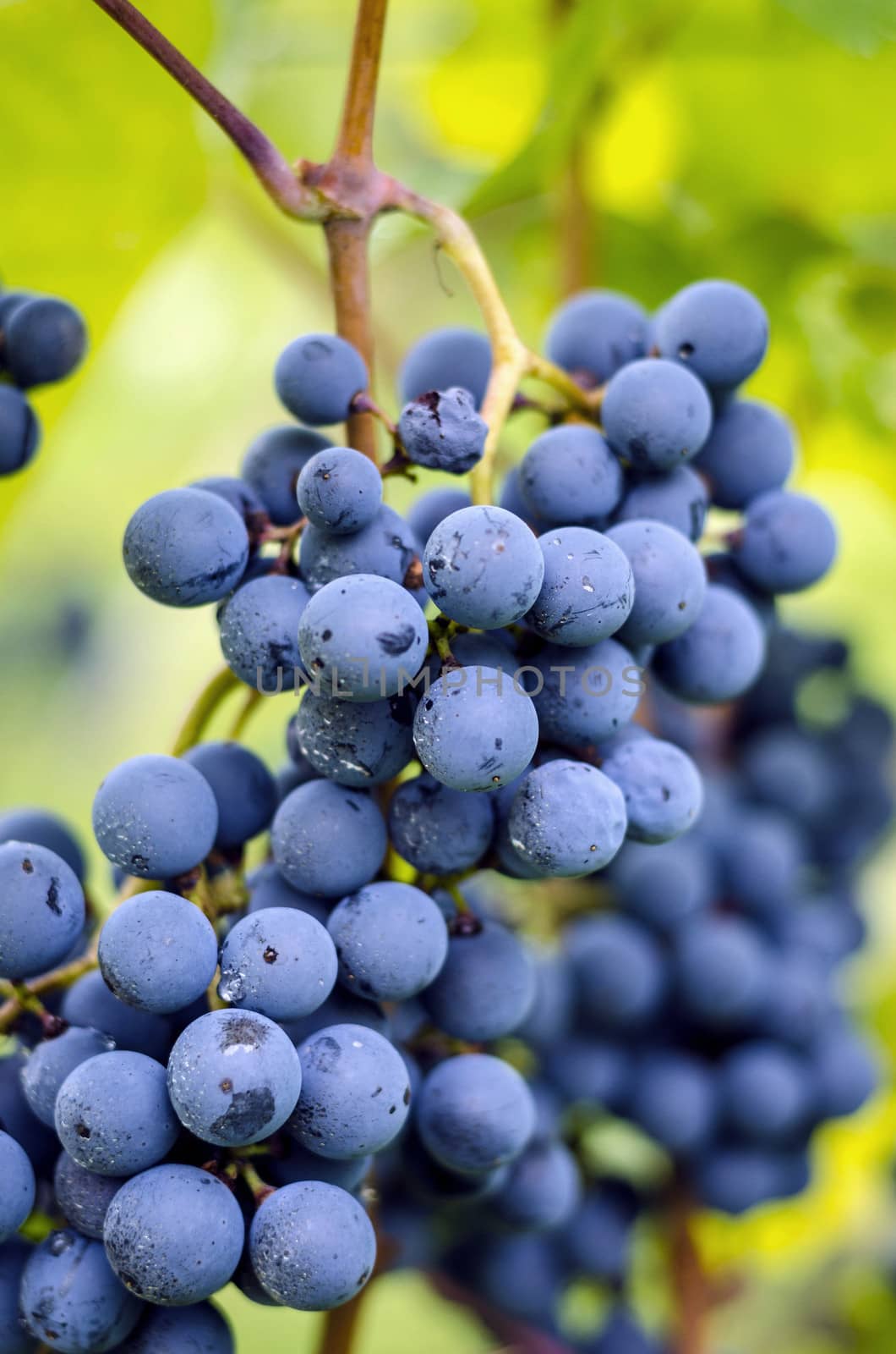 Close up view of blue grapes cluster.