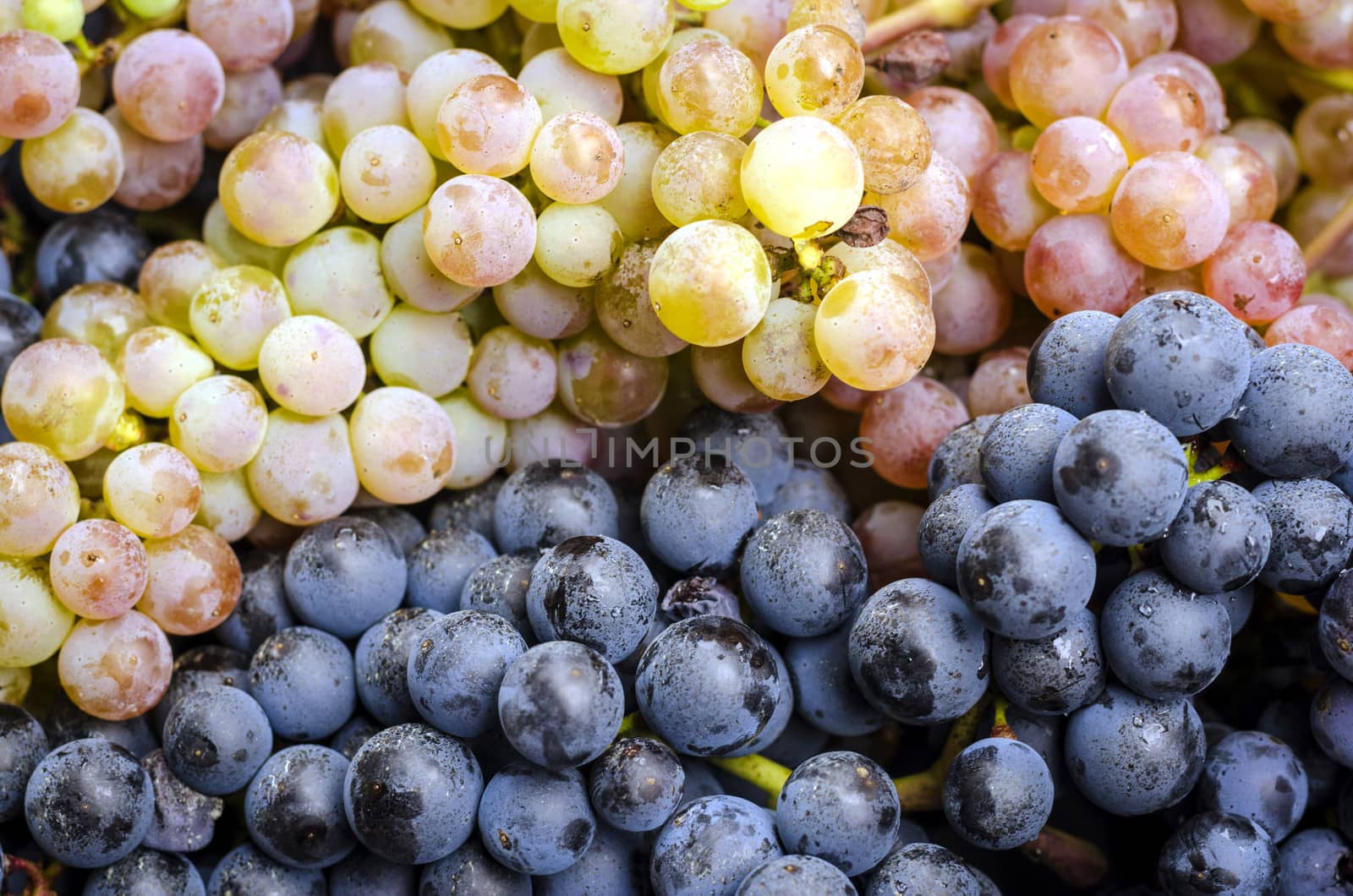 Harvested blue and white grape clusters mixed together.