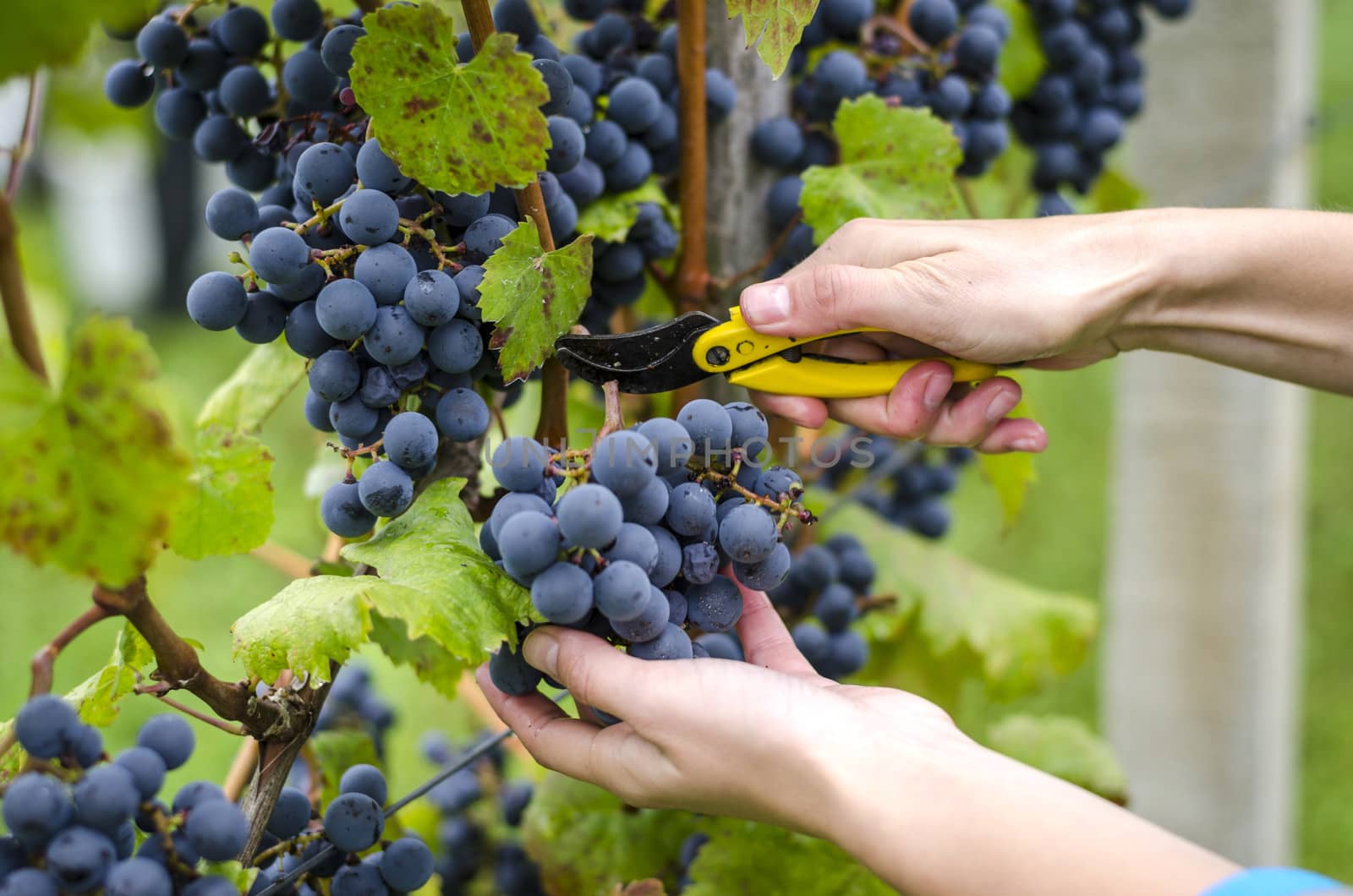 Close up on hands that are harvesting blue grapes.