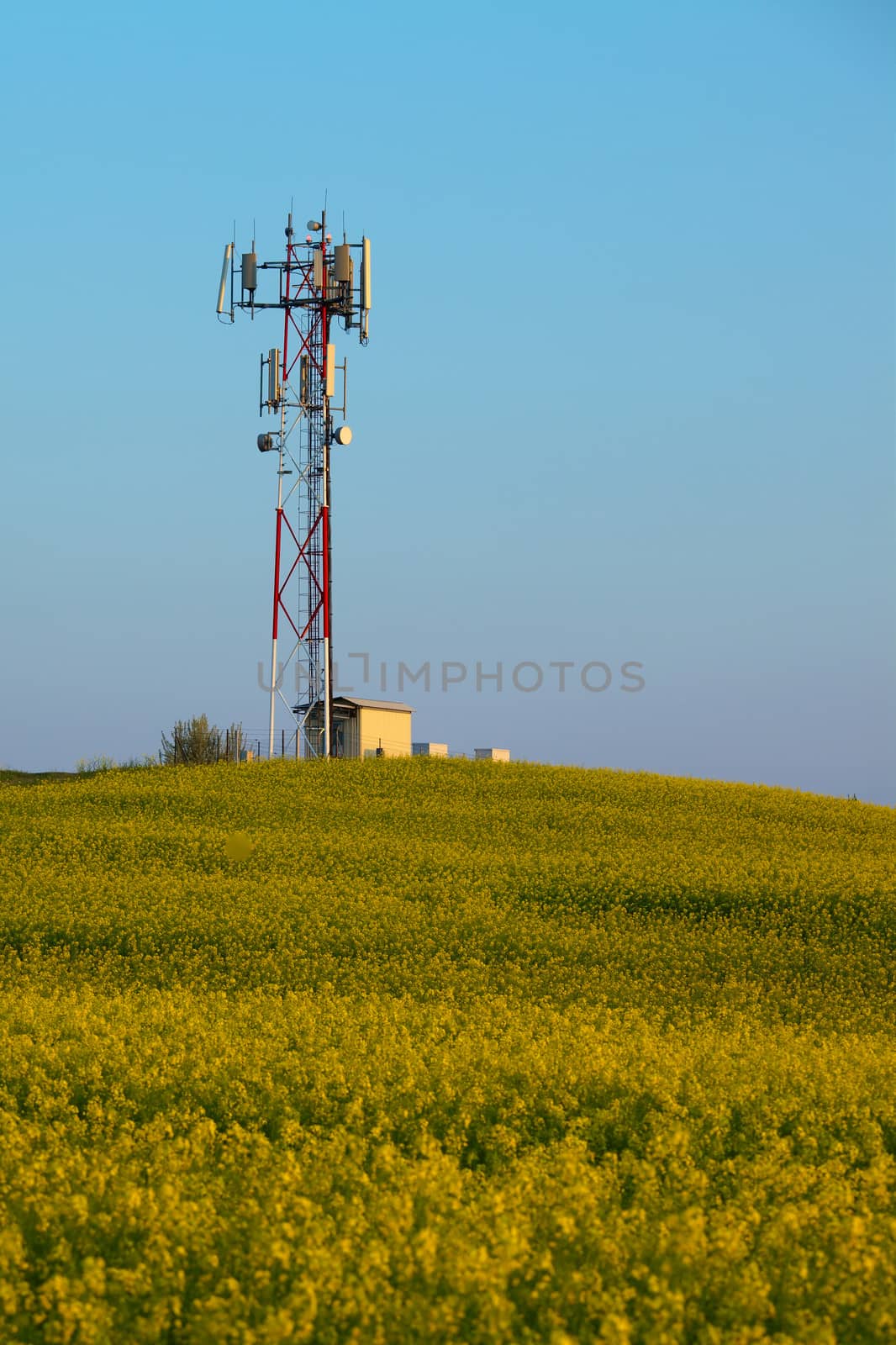 Transmitter tower above a blooming rapeseed field