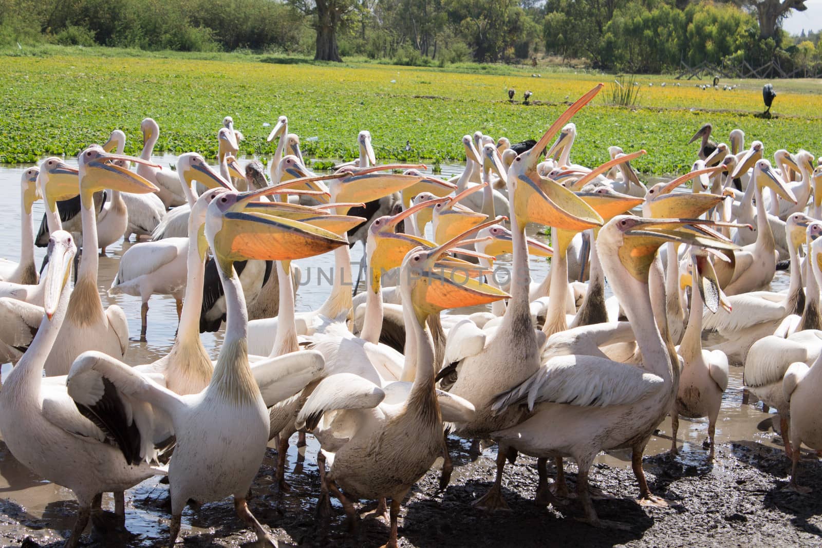 pelicans by Mieszko9