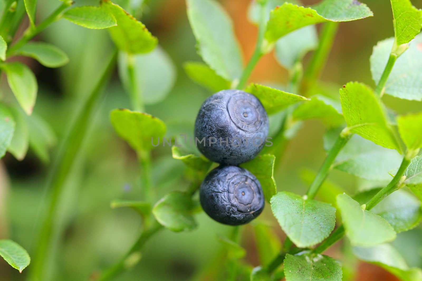 Blueberry berries at the bush