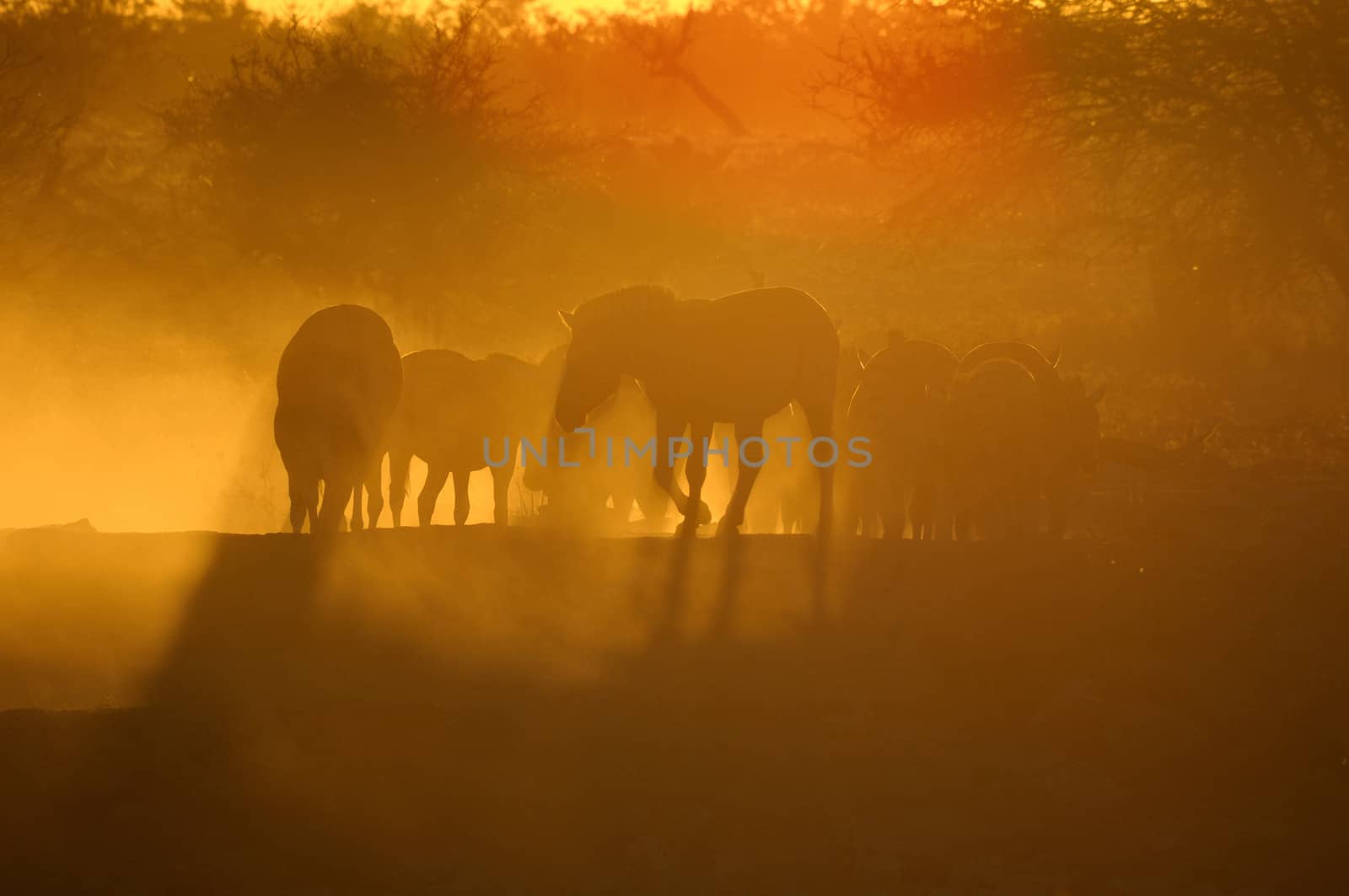 Sunset at the Okaukeujo waterhole in Namibia