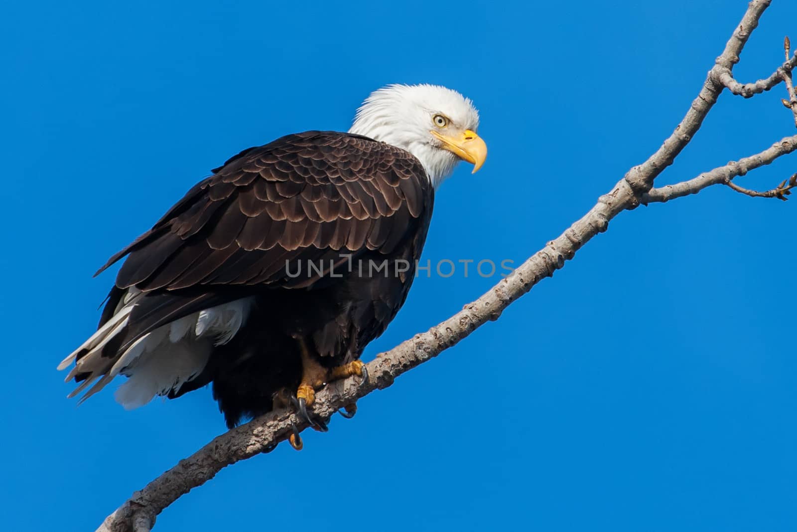 American Bald Eagle perched in a tree