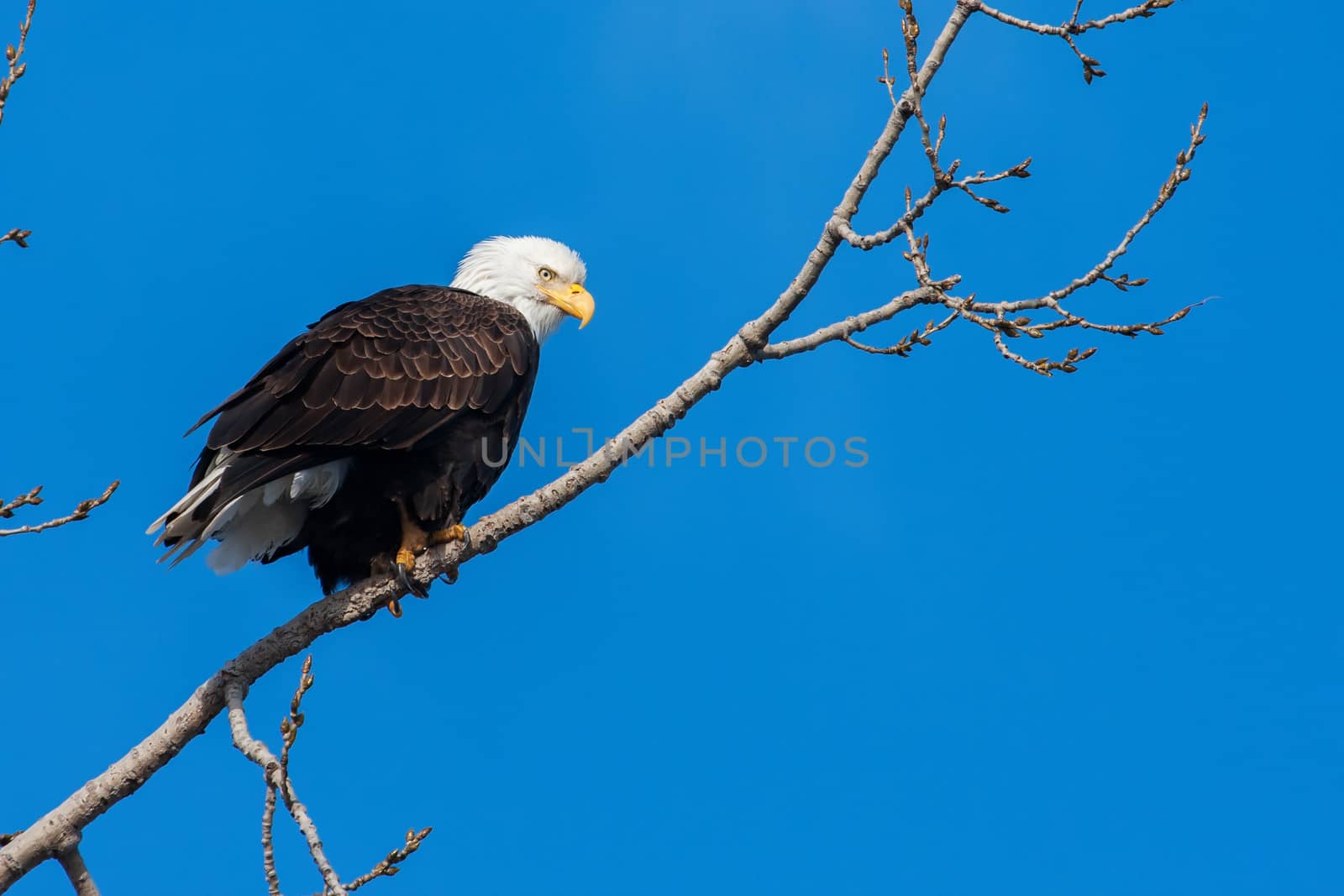 American Bald Eagle perched in a tree