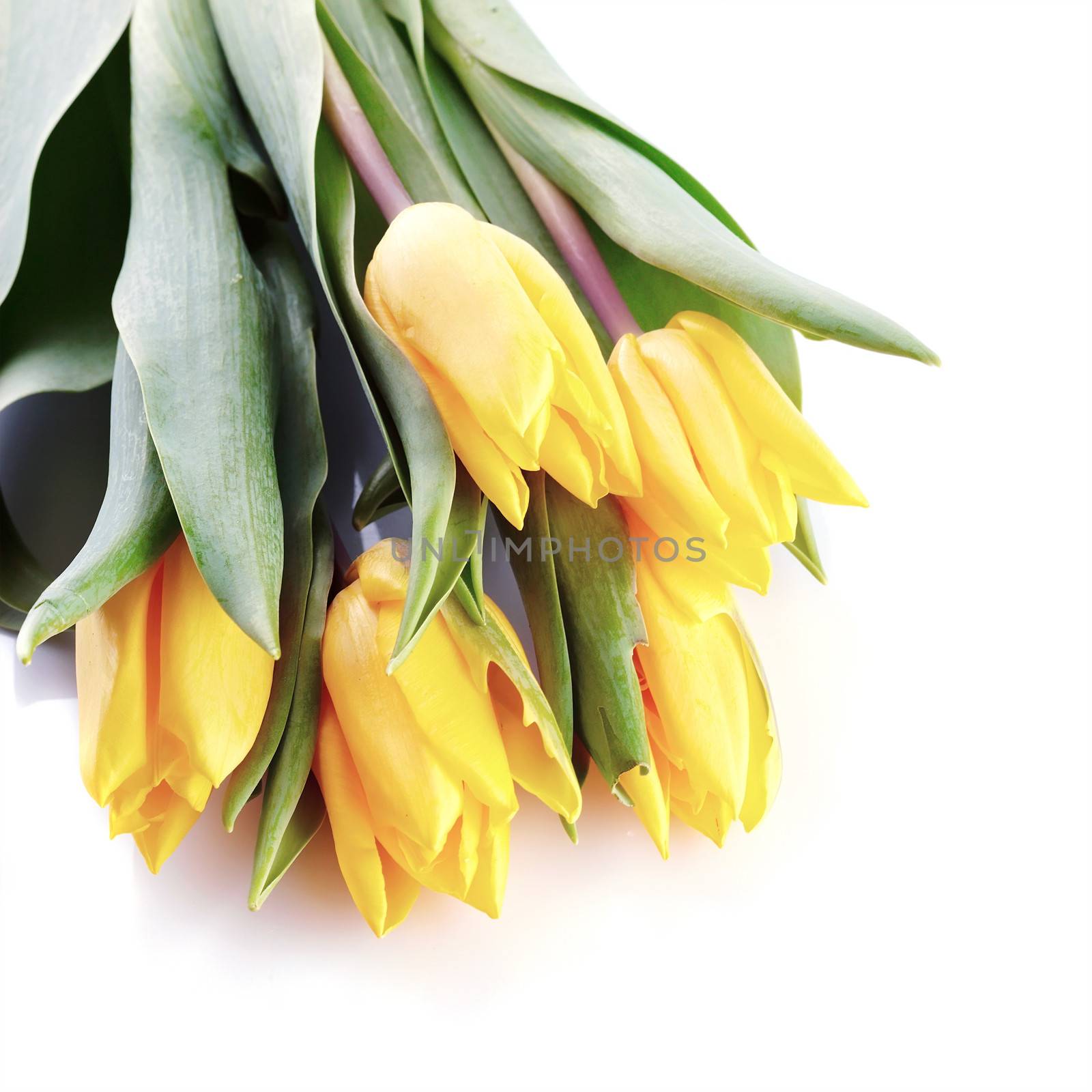 Bouquet of yellow tulips. by Azaliya