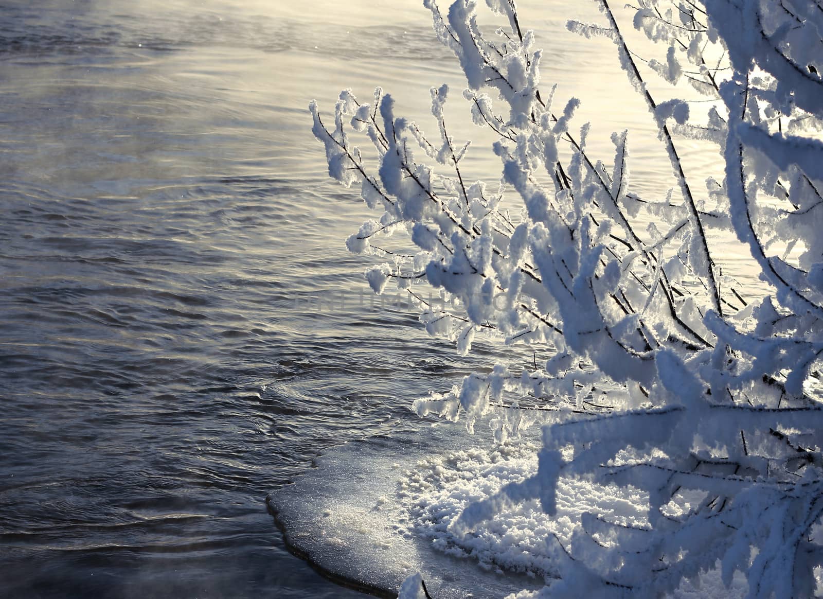 Frozen branches near open water, winter season concept