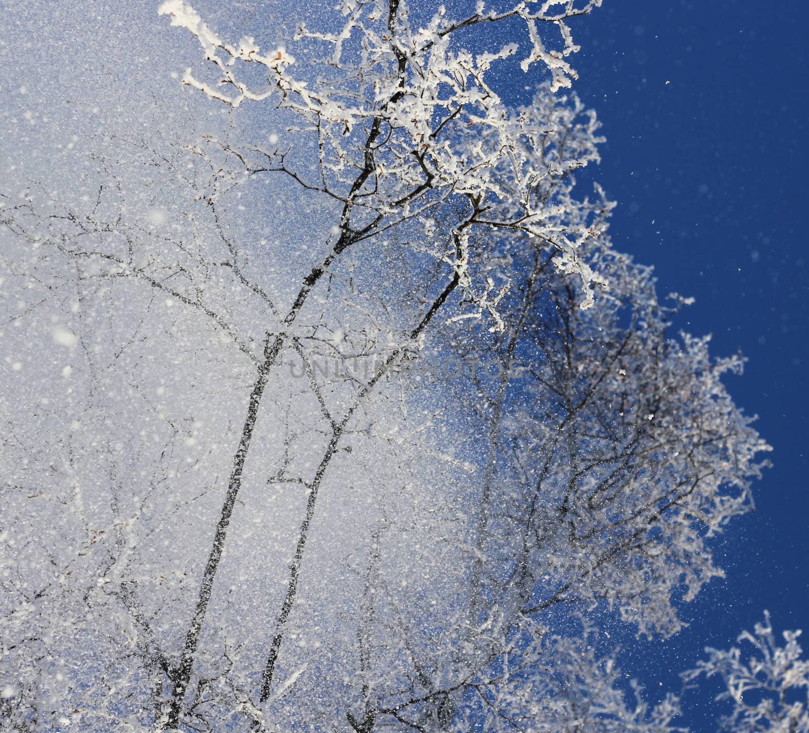 Snowflakes falling from treetops, winter season concept