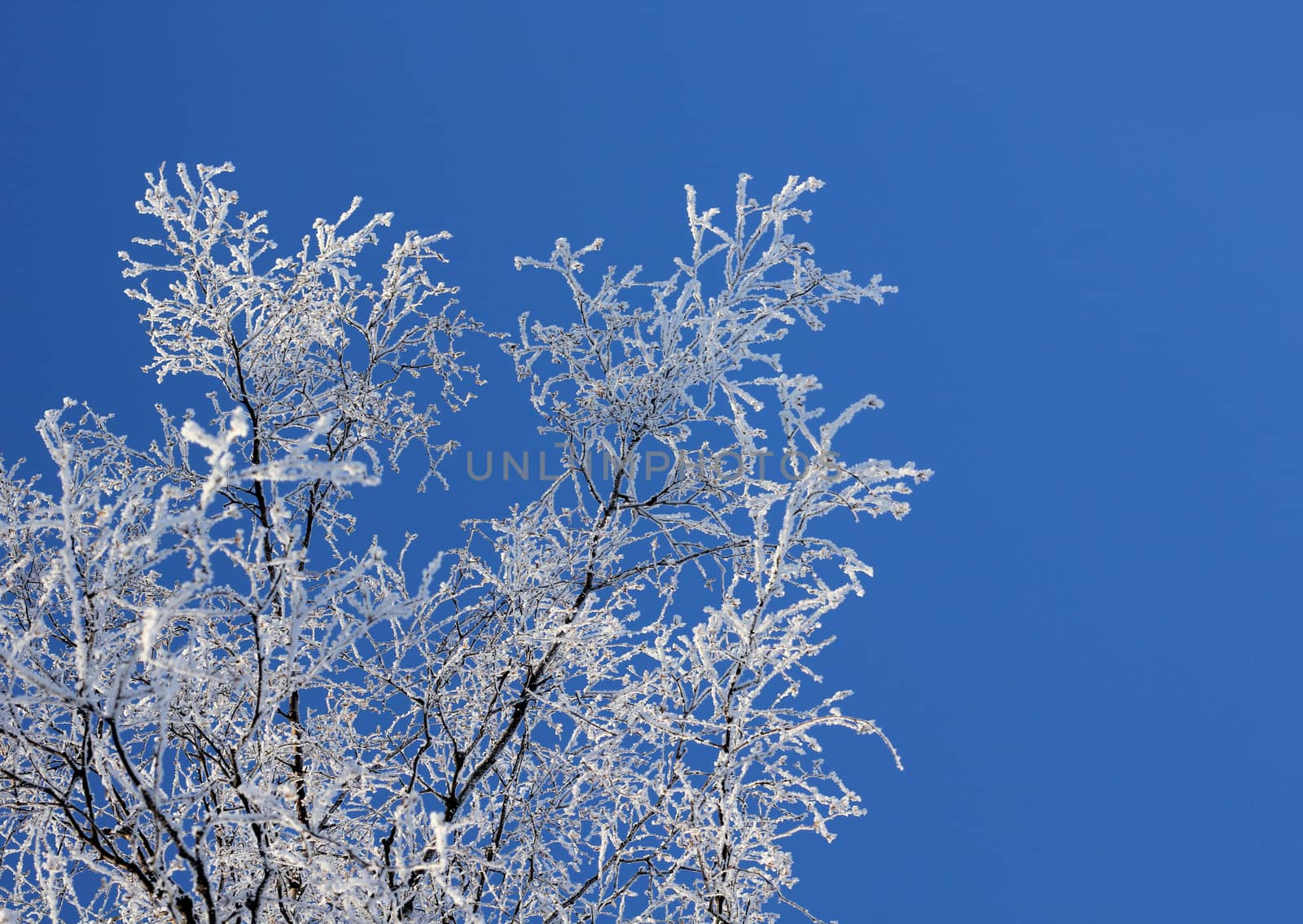 Frozen tree branches against clear blue winter sky