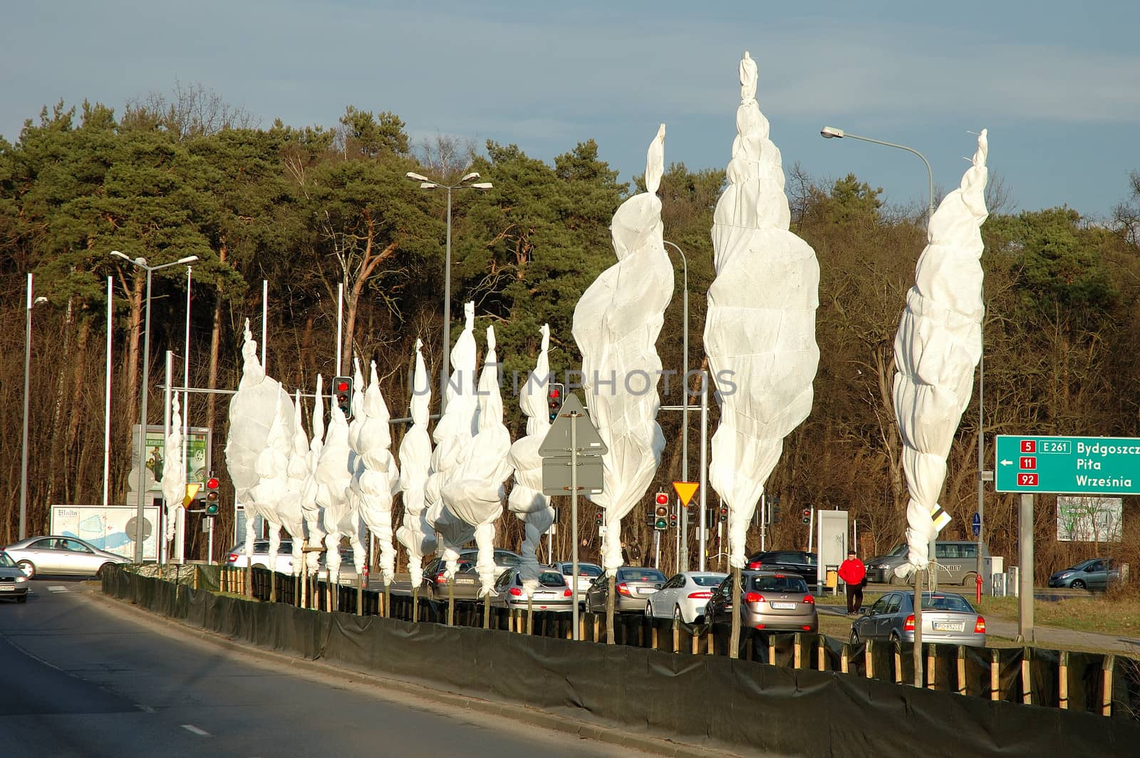 Trees covered for winter with some protective material on street by janhetman